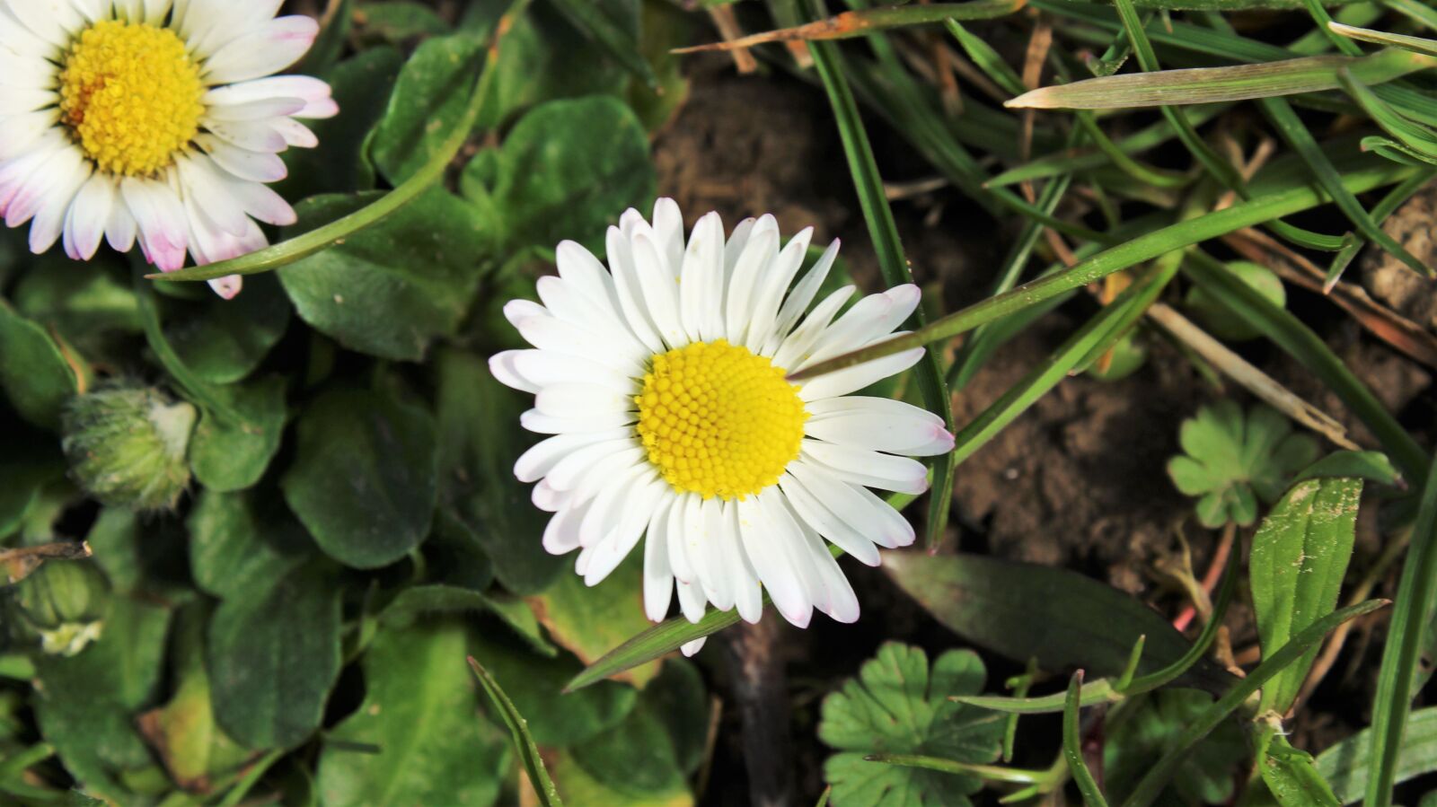 Canon EF-S 18-55mm F3.5-5.6 IS II sample photo. Daisy, nature, flower photography