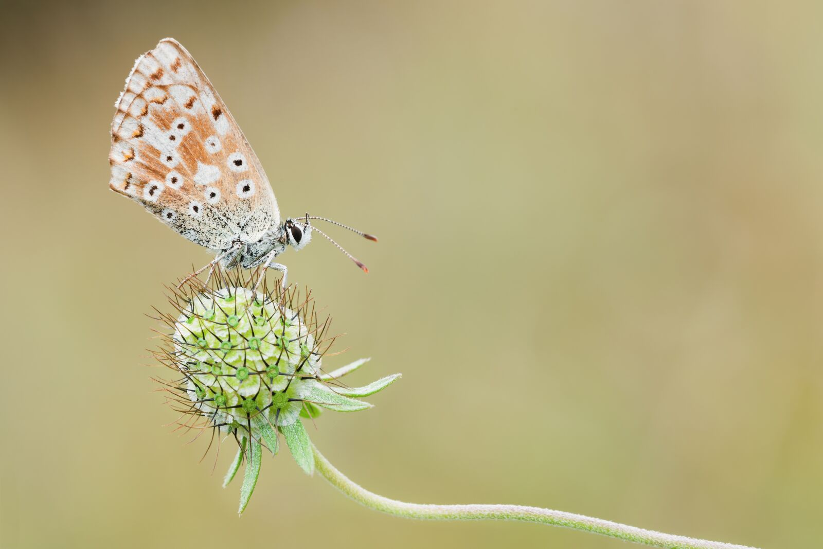 Nikon D750 sample photo. Common blue, nature, macro photography