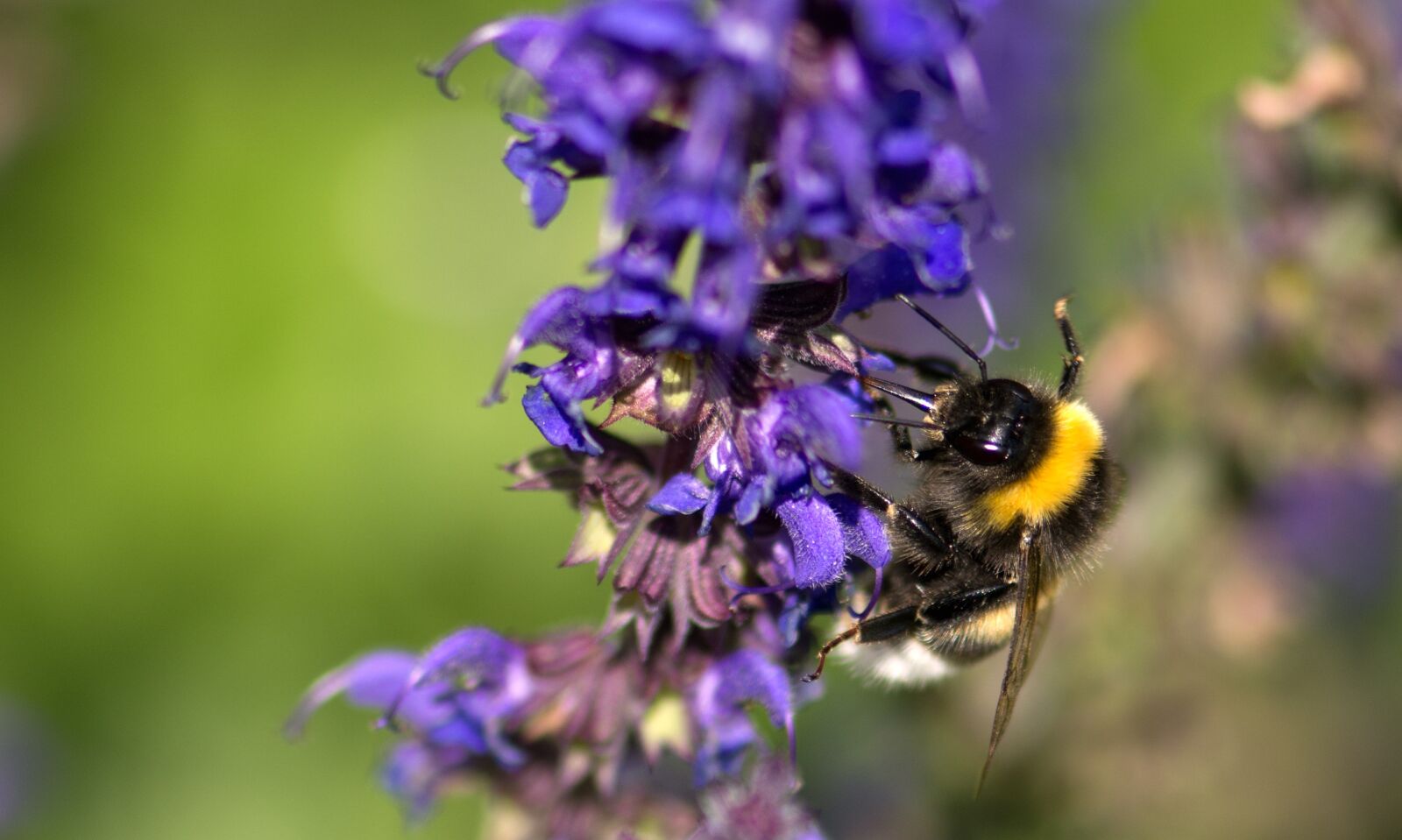 Nikon D7100 sample photo. Bumblebee, bee, lavender photography