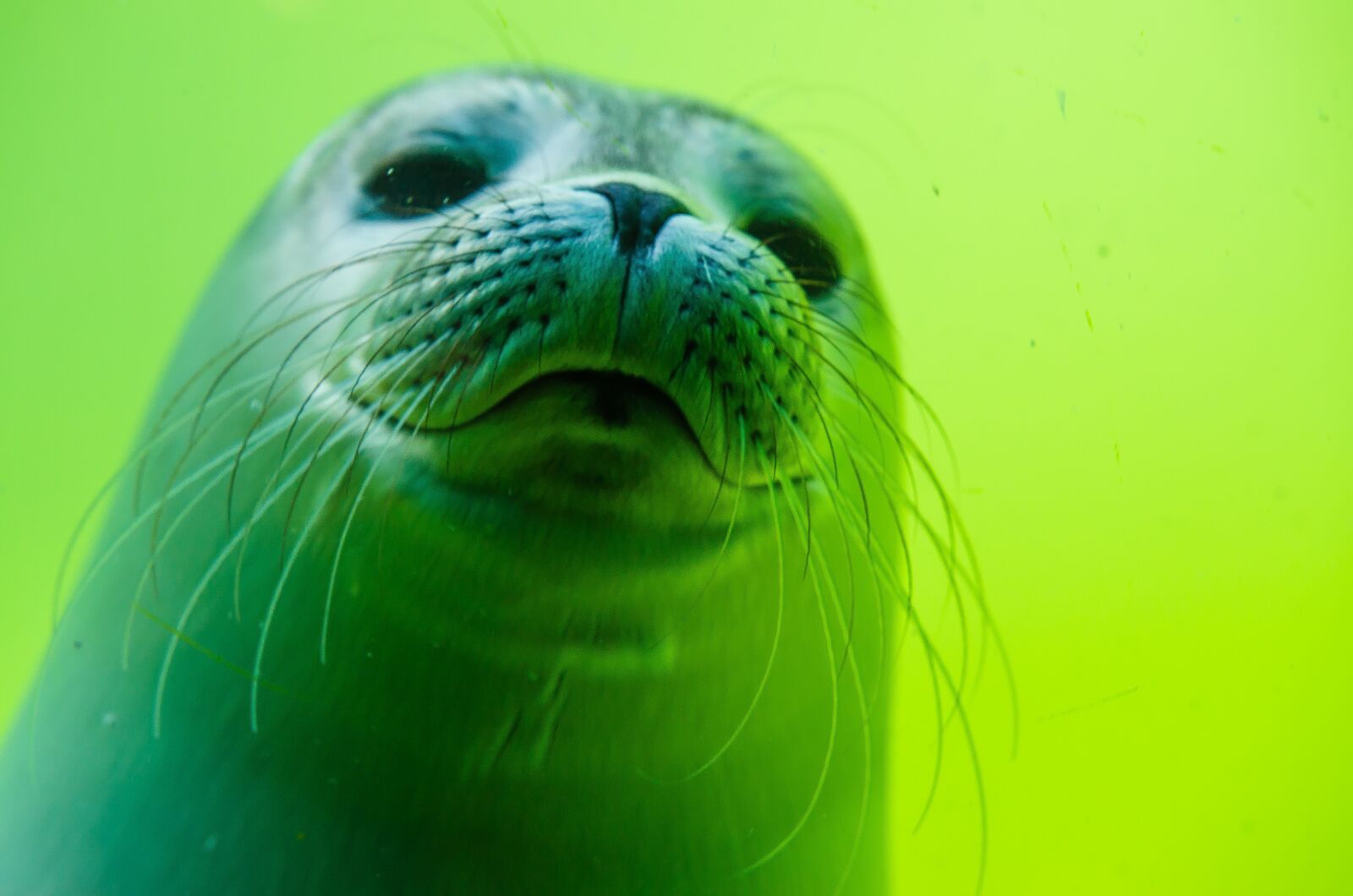 Nikon D5100 sample photo. Crawl, seal, north sea photography