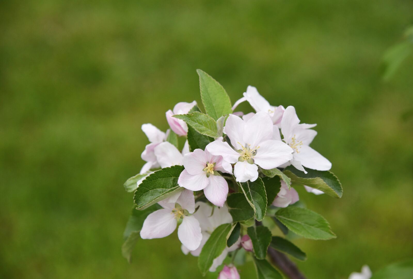 Nikon D750 sample photo. Apple tree, apple blossom photography