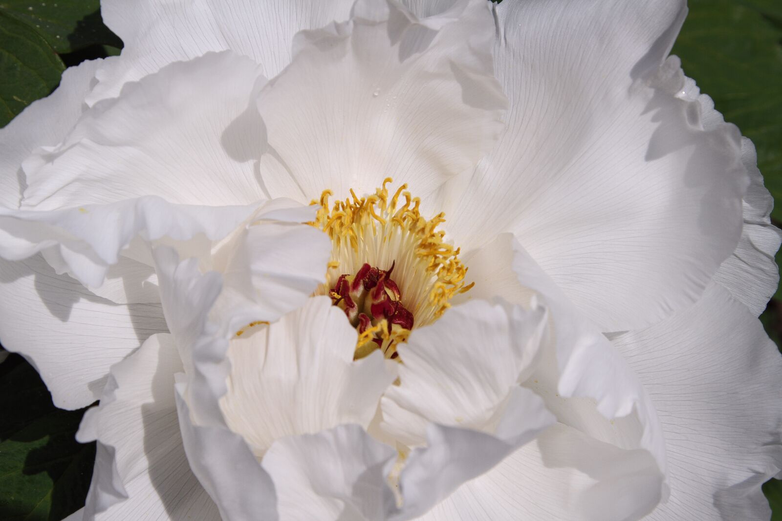 Canon EOS 7D + Canon EF 24-105mm F4L IS USM sample photo. Peony, pure white, flowers photography