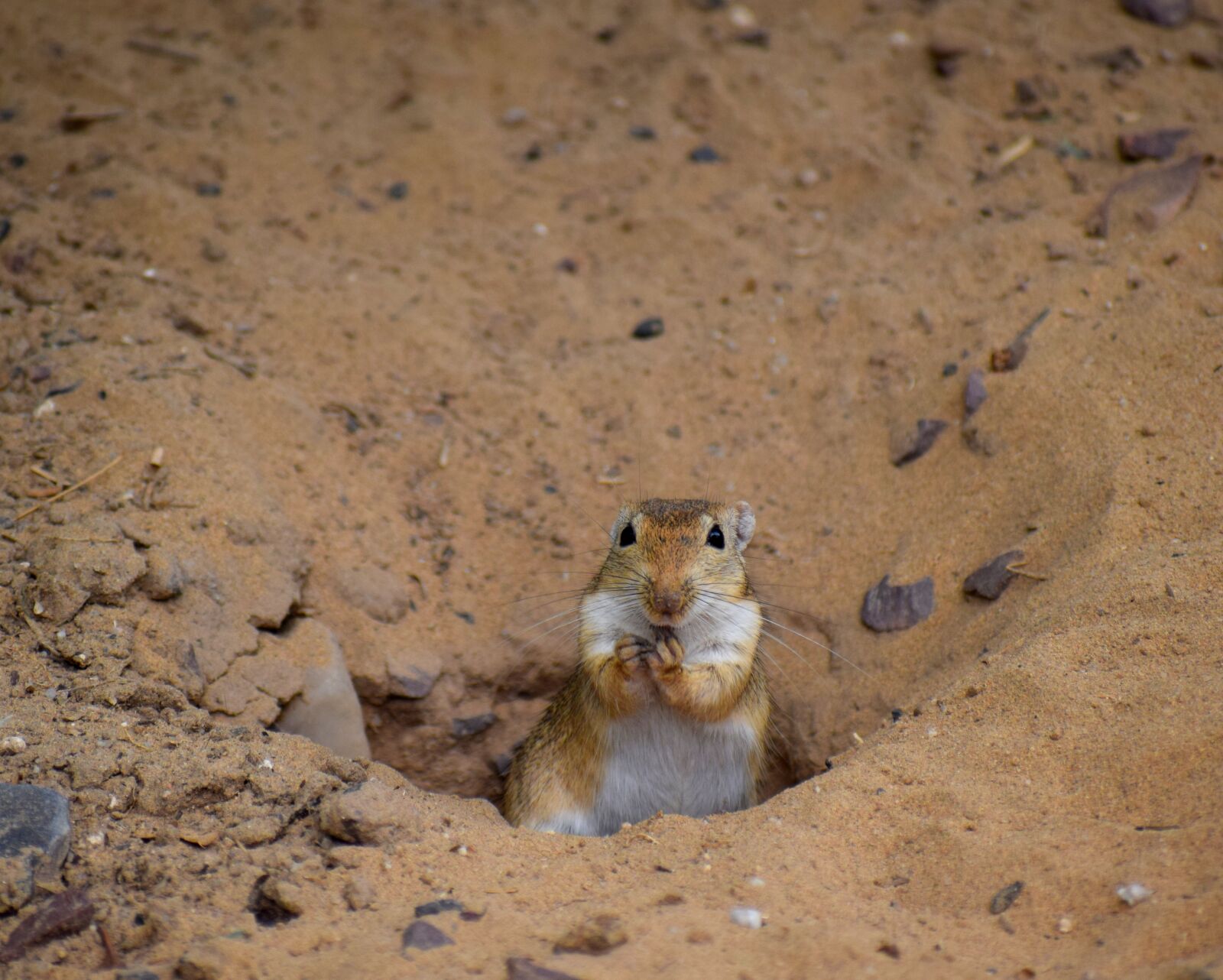 Nikon D3300 sample photo. Animals, nature, wild photography