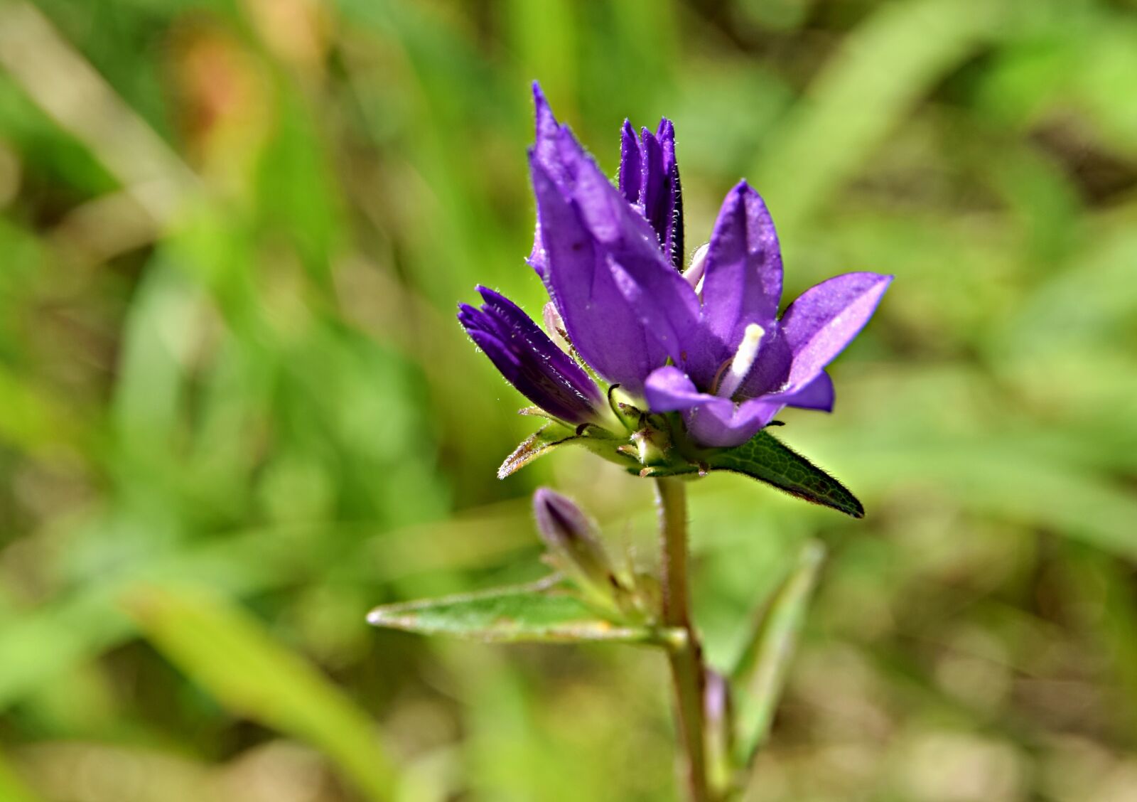 Nikon D5300 sample photo. Flower, blue flower, meadow photography