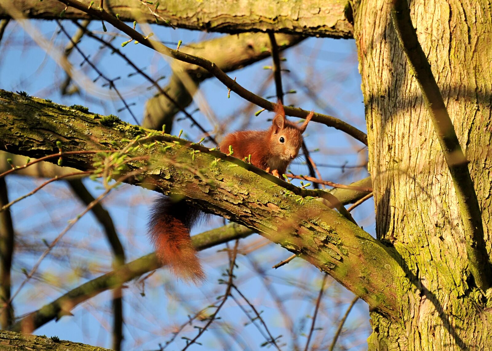 Nikon D3S sample photo. Squirrel, animal, young animal photography