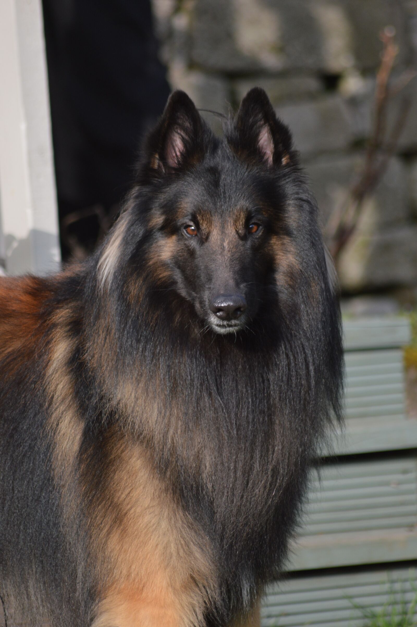 Nikon D3200 sample photo. Belgian, shepherd, male photography