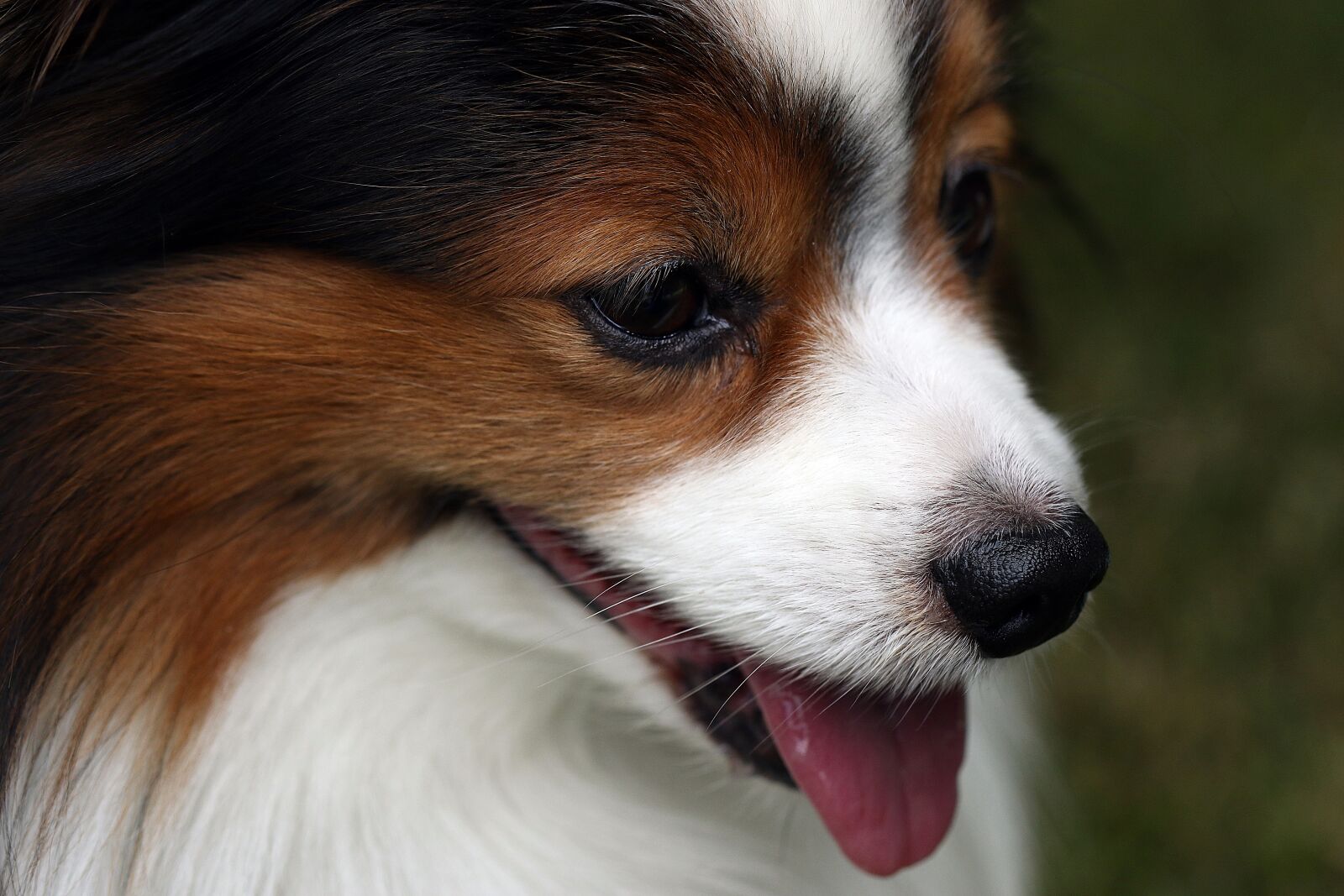 Canon EOS 7D Mark II sample photo. Papillon, dog, breed photography