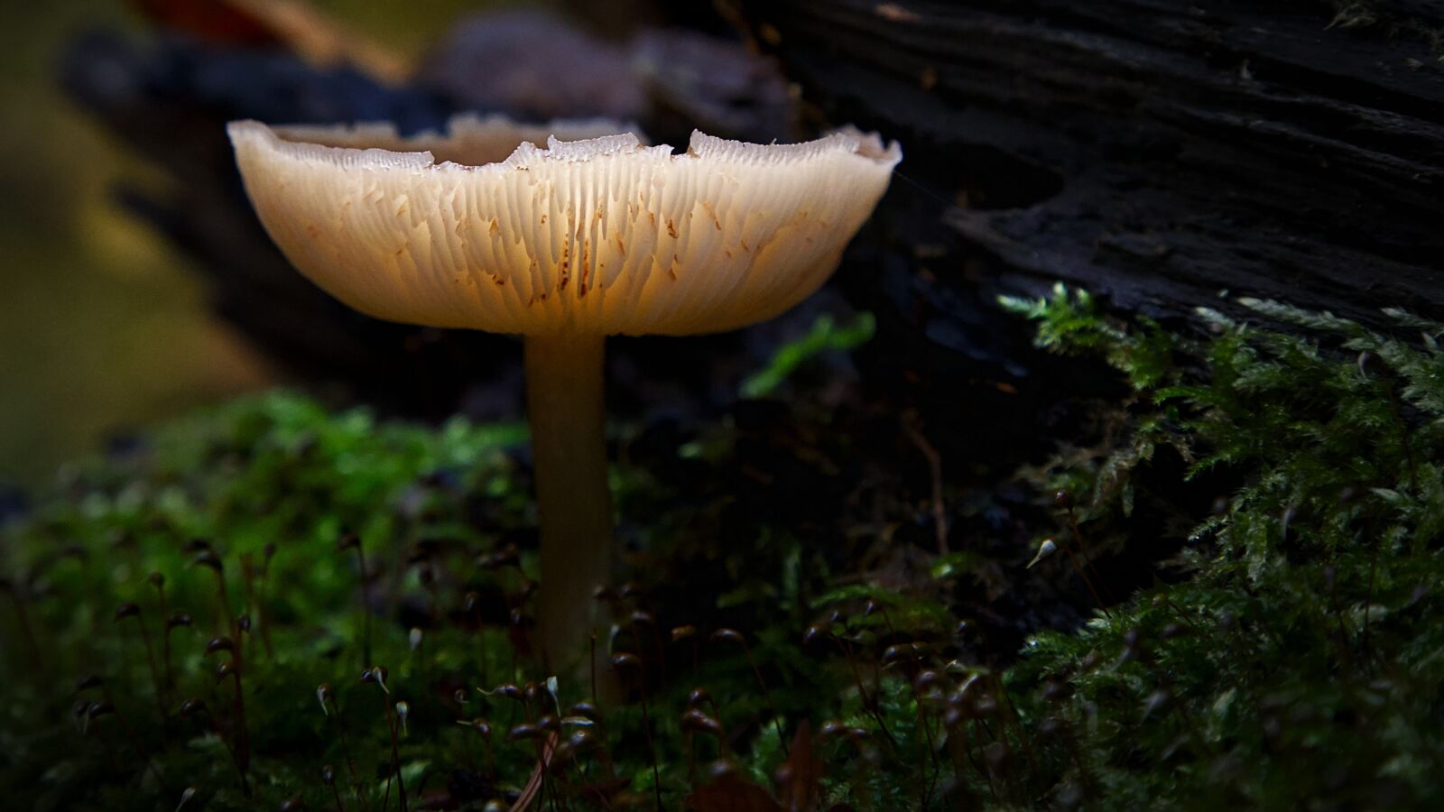 Canon EOS 6D + Canon EF 24-105mm F4L IS USM sample photo. Mushroom, autumn, forest photography