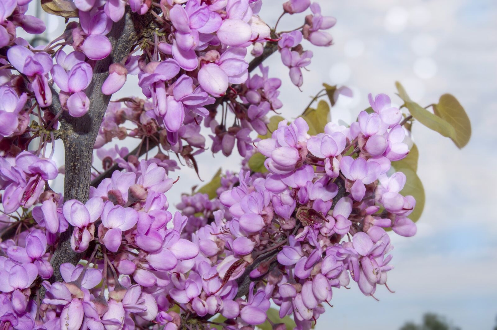 Nikon D3200 sample photo. Flower, nature, flora photography