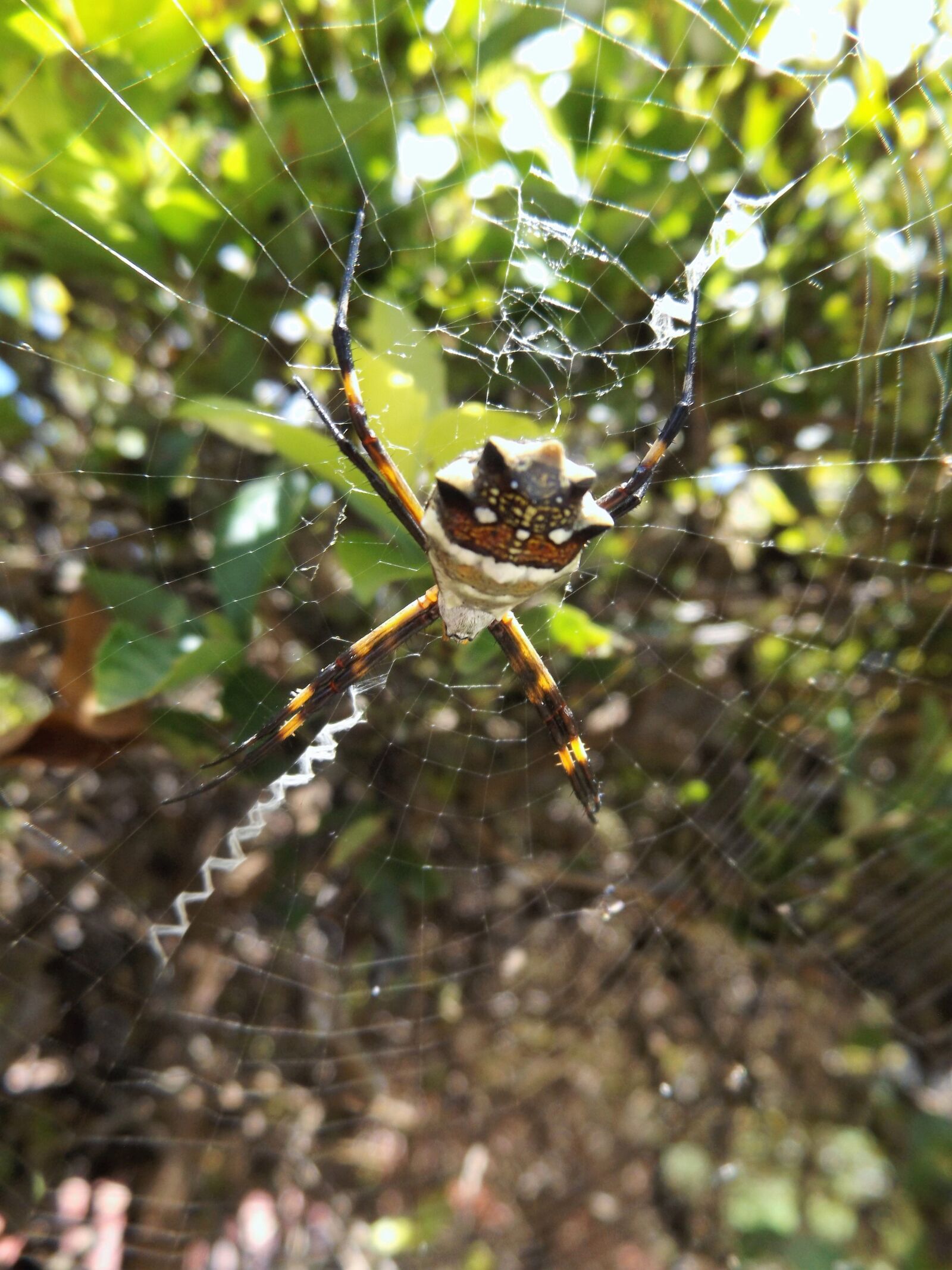 Fujifilm FinePix S8600 sample photo. Spider, in, the photography