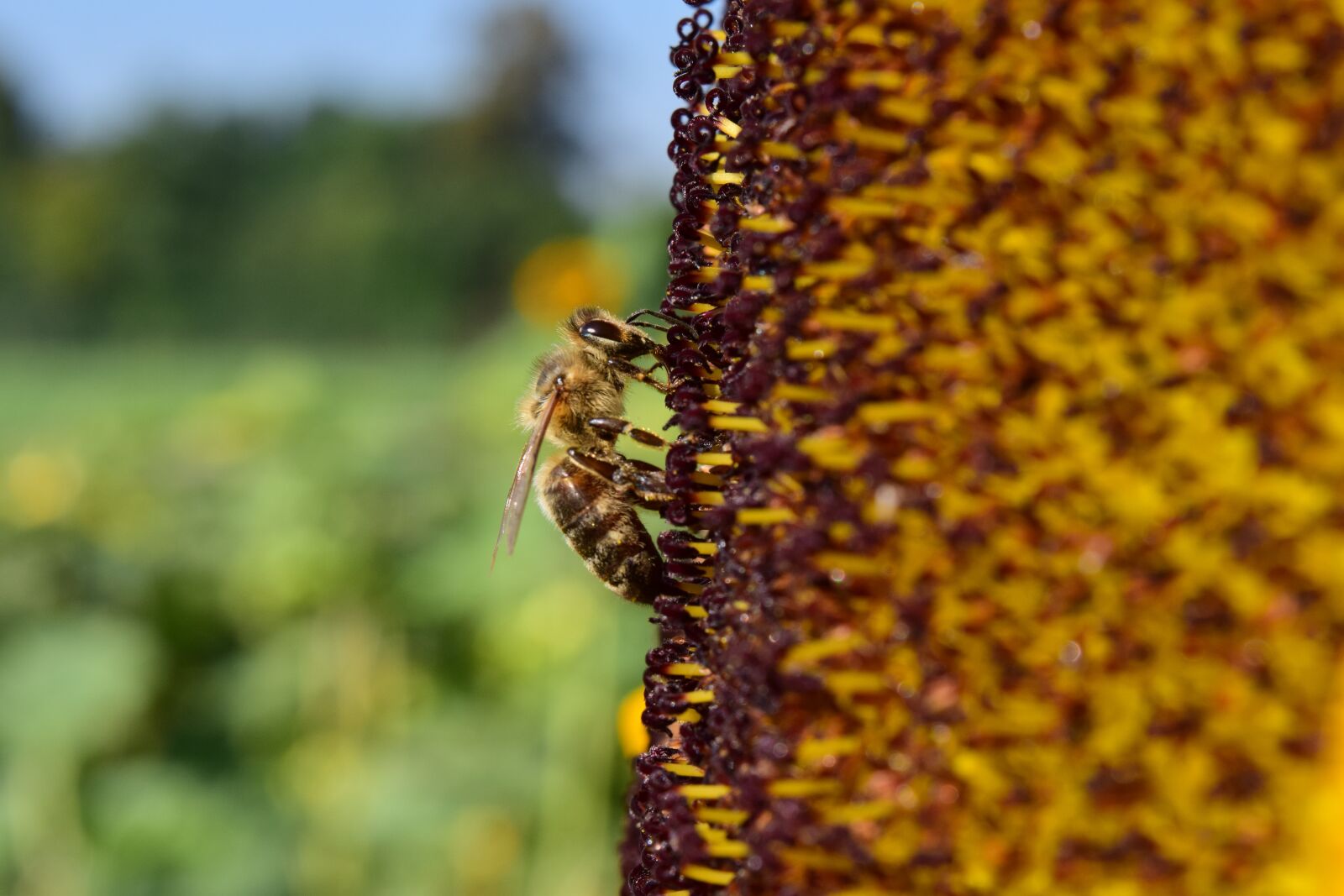Nikon D3300 sample photo. Sunflower, bee, close up photography