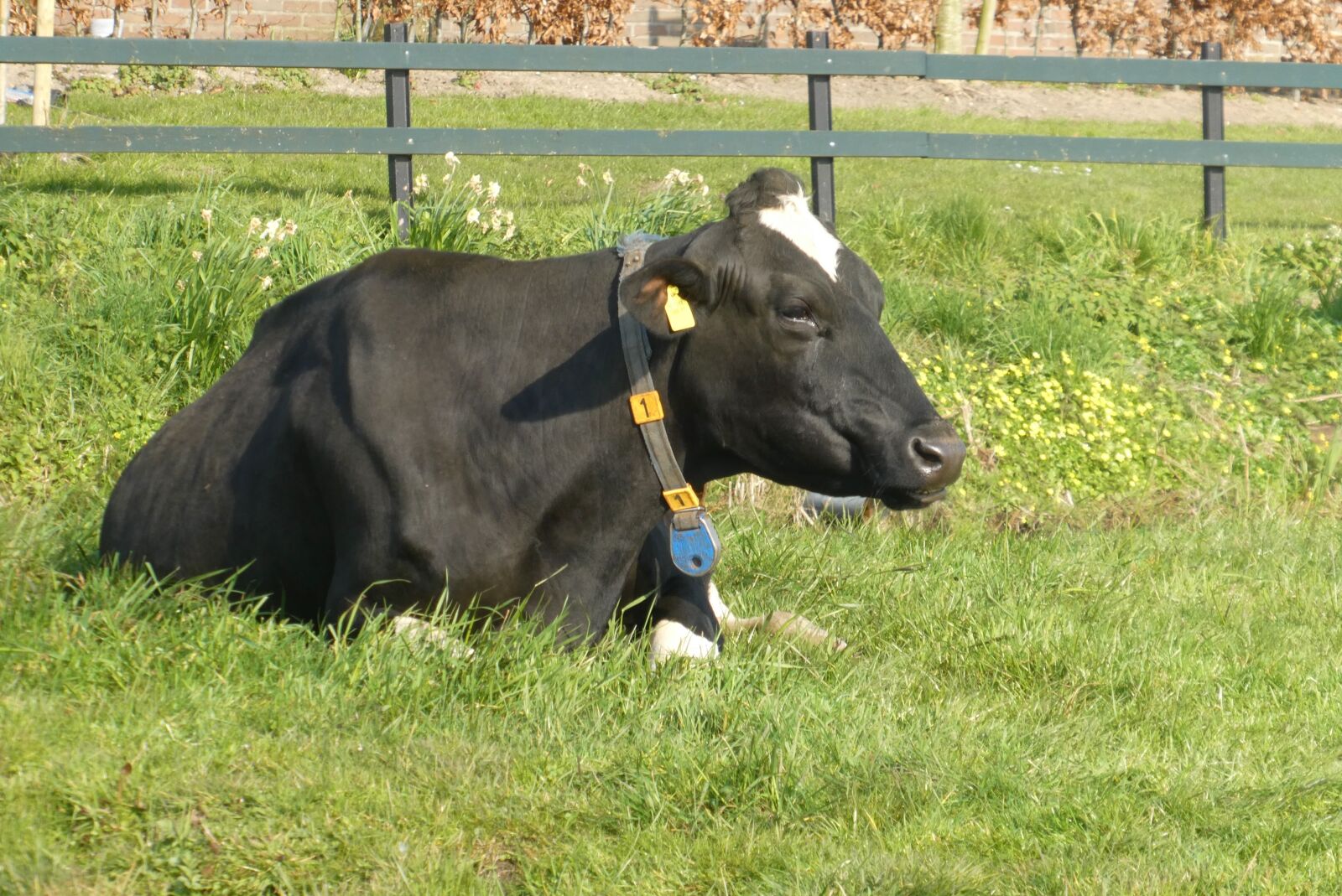 Panasonic Lumix DC-ZS70 (Lumix DC-TZ90) sample photo. Cow, pasture, spring photography