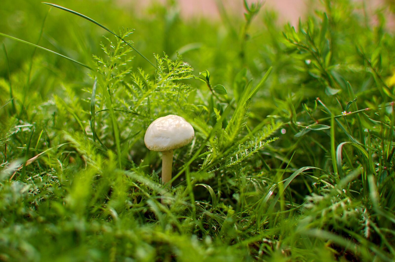 Nikon D3200 sample photo. Boletus, grass, forest photography
