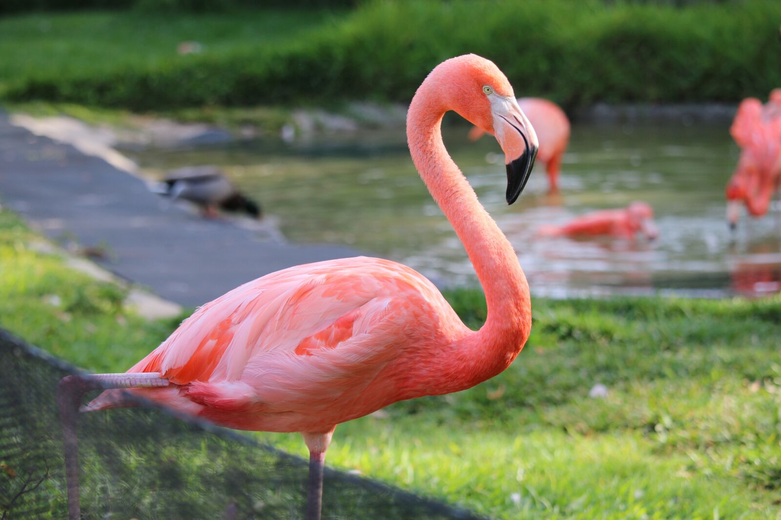 Canon EOS 70D + Canon EF-S 55-250mm F4-5.6 IS STM sample photo. Flamingo, san diego, zoo photography