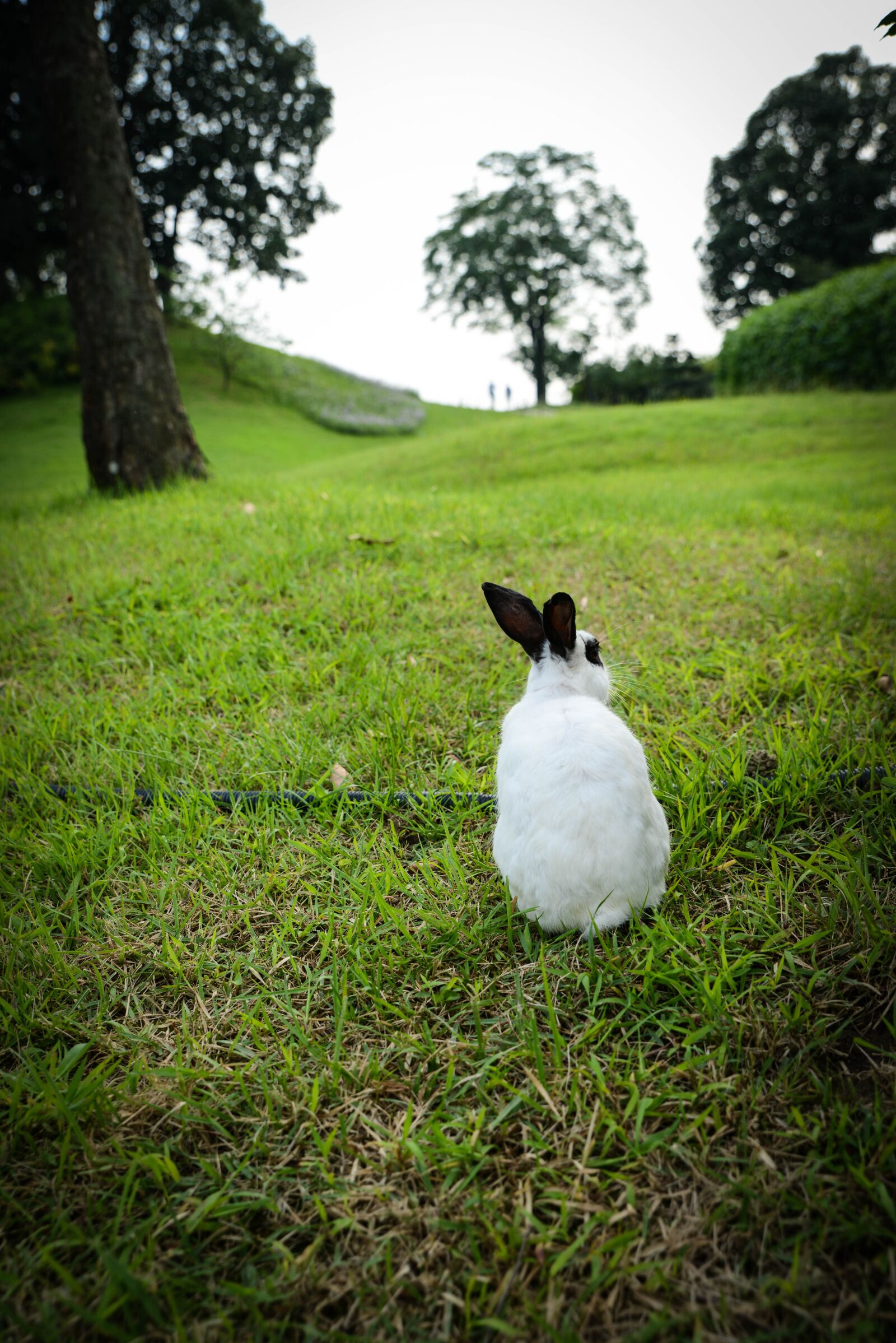 Nikon D800 sample photo. Rabbit, hill, park photography