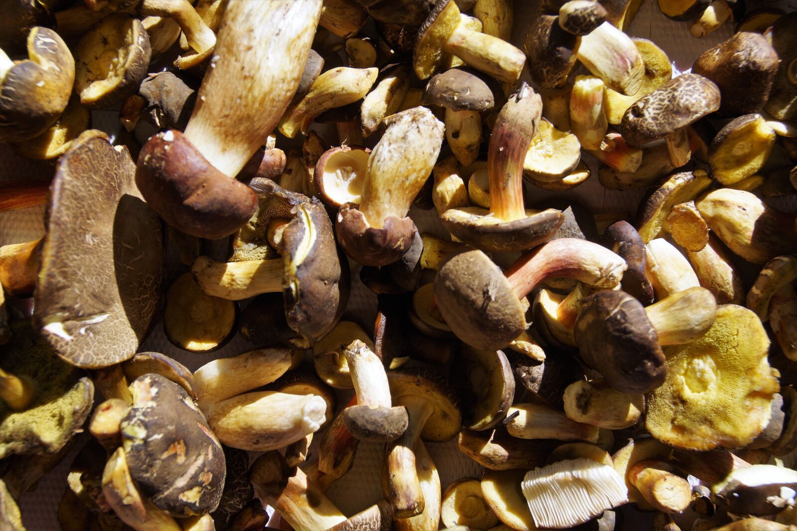 Sony SLT-A58 sample photo. Mushrooms, forest, mushroom picking photography