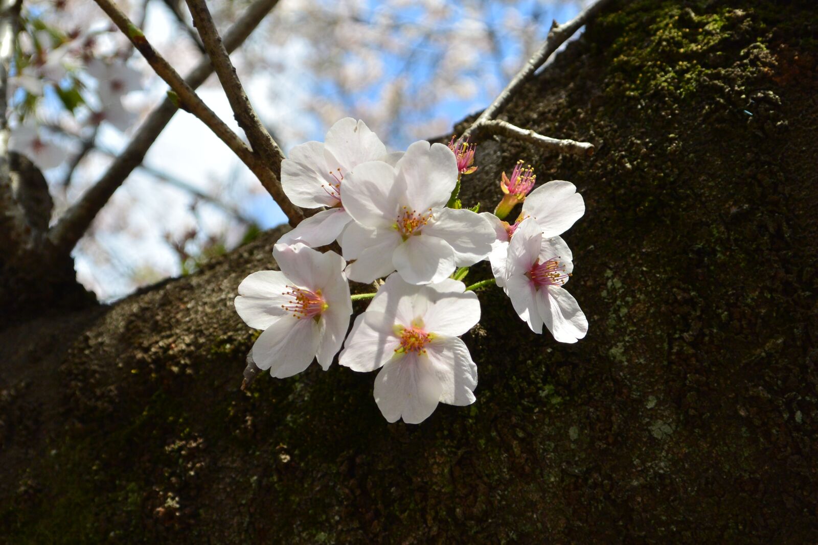 Nikon 1 Nikkor VR 10-30mm F3.5-5.6 sample photo. Cherry blossoms, landscape, flowers photography