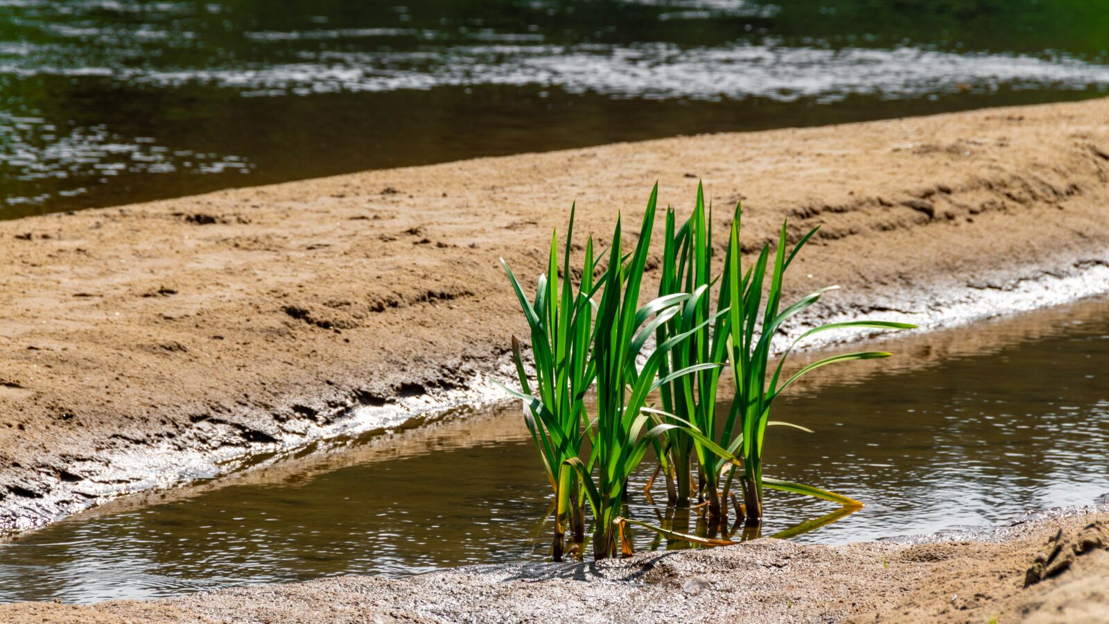 Nikon D5600 sample photo. Plant, water, green photography