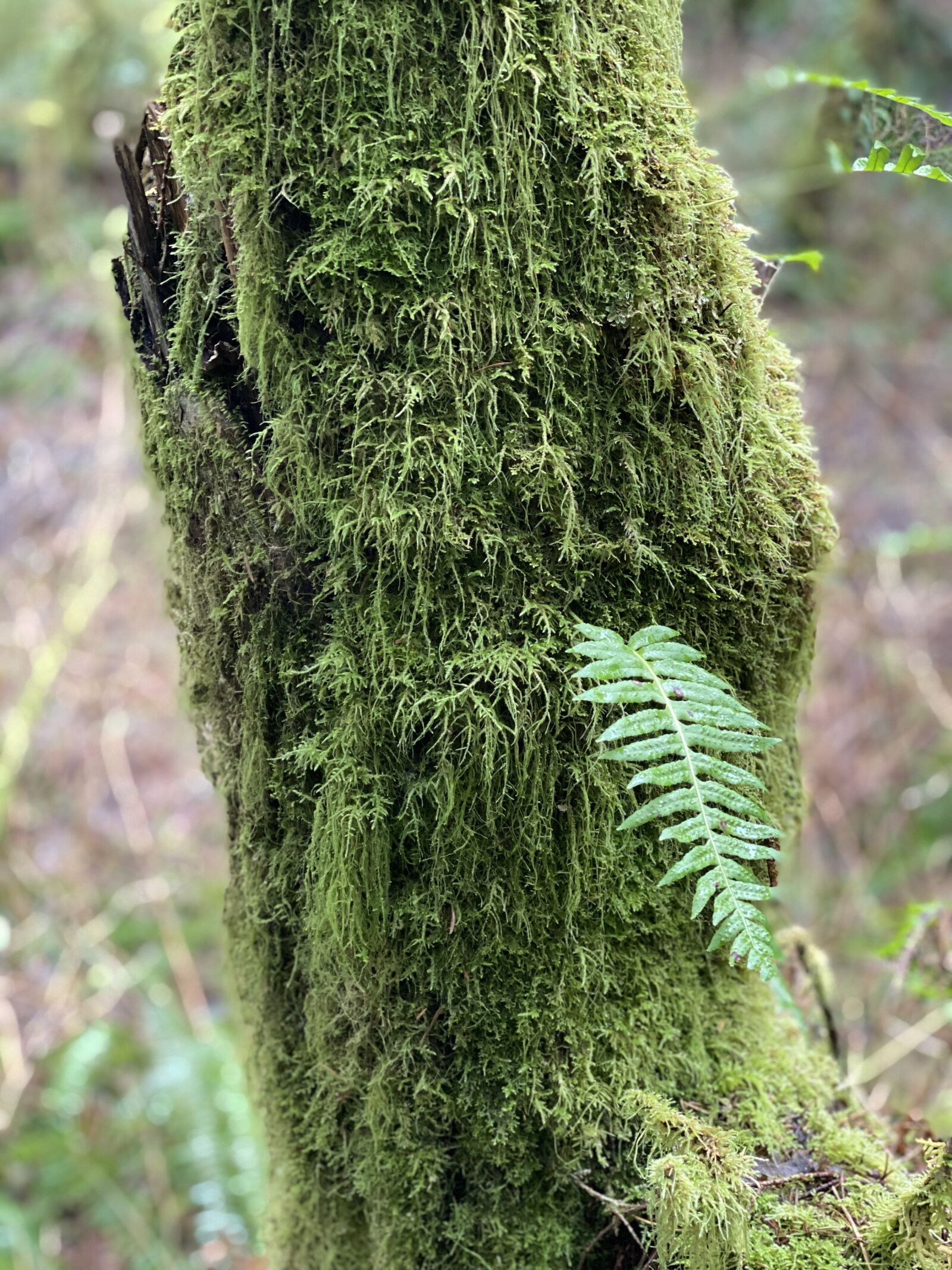 Apple iPhone 11 Pro Max + iPhone 11 Pro Max back dual camera 6mm f/2 sample photo. Fern, moss, green photography