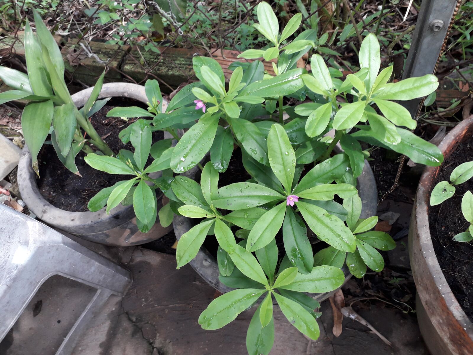 Samsung Galaxy J4 sample photo. Ginseng plants land, potted photography