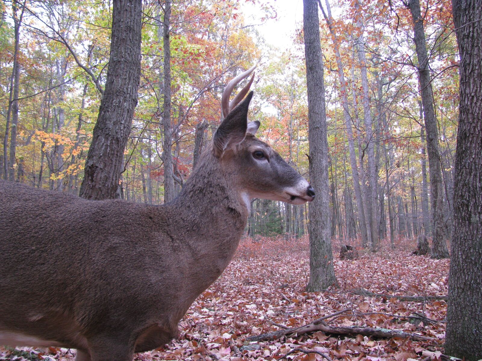 Canon POWERSHOT SX100 IS sample photo. Deer, buck, forest photography