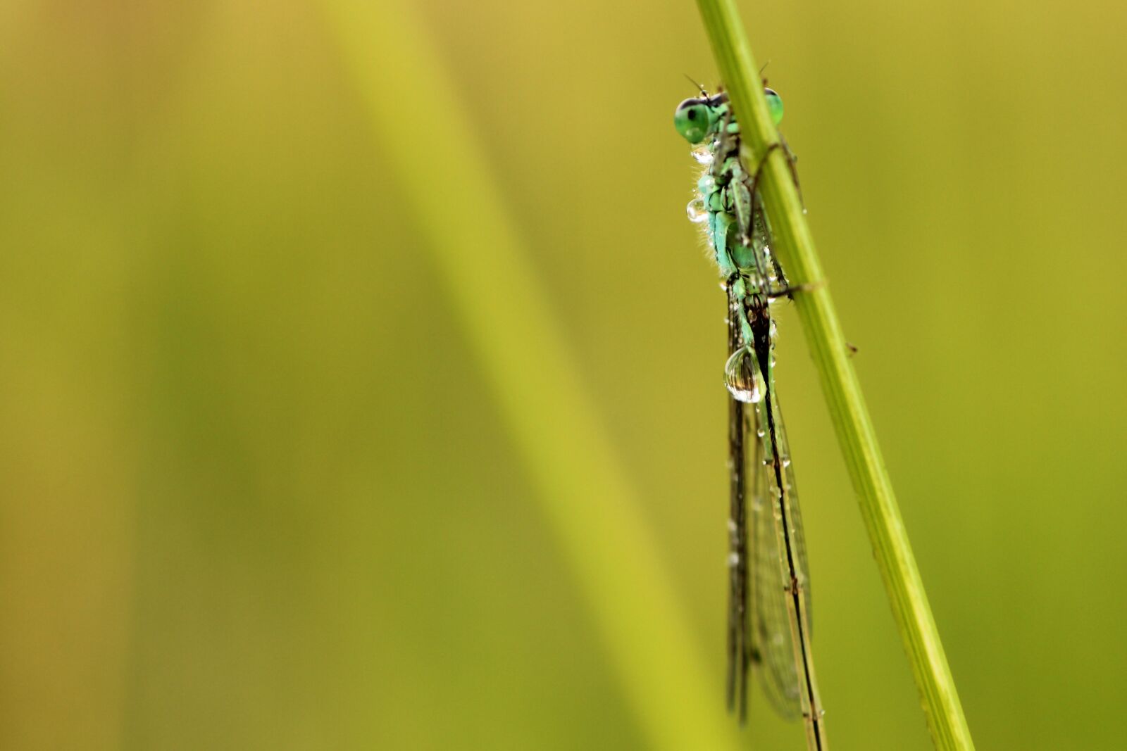 Tamron SP 90mm F2.8 Di VC USD 1:1 Macro sample photo. Spring dragonfly, dragonfly, insect photography