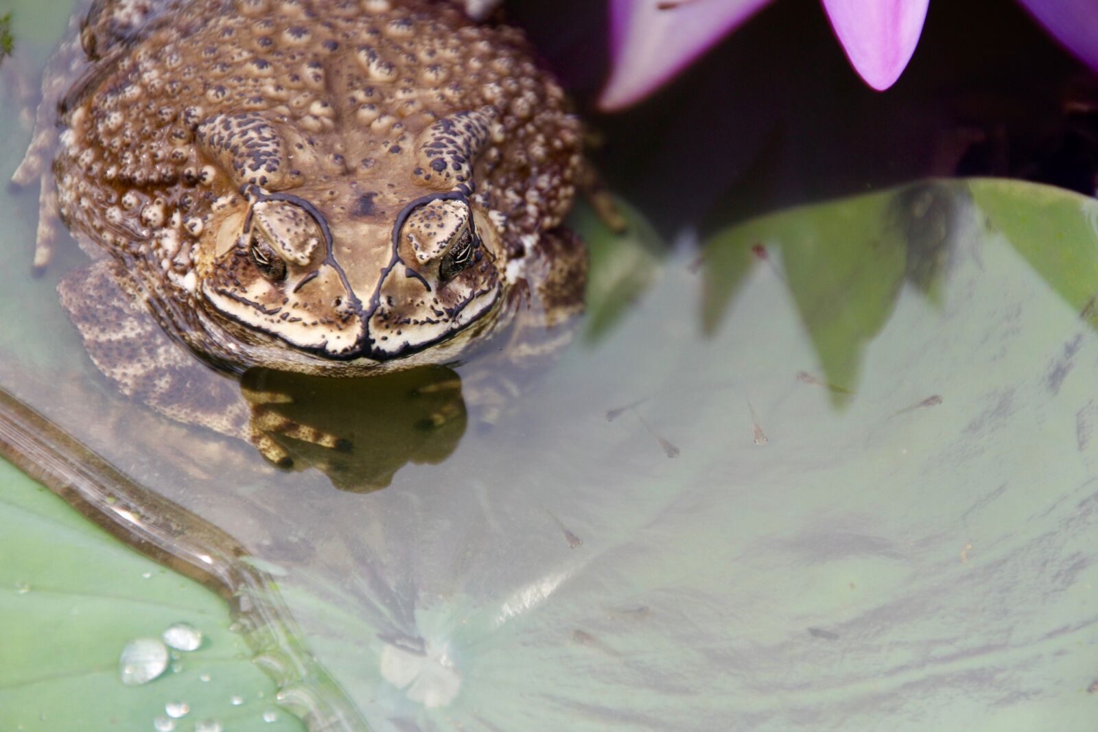 Canon EOS 60D sample photo. Toad, frog, tadpoles photography