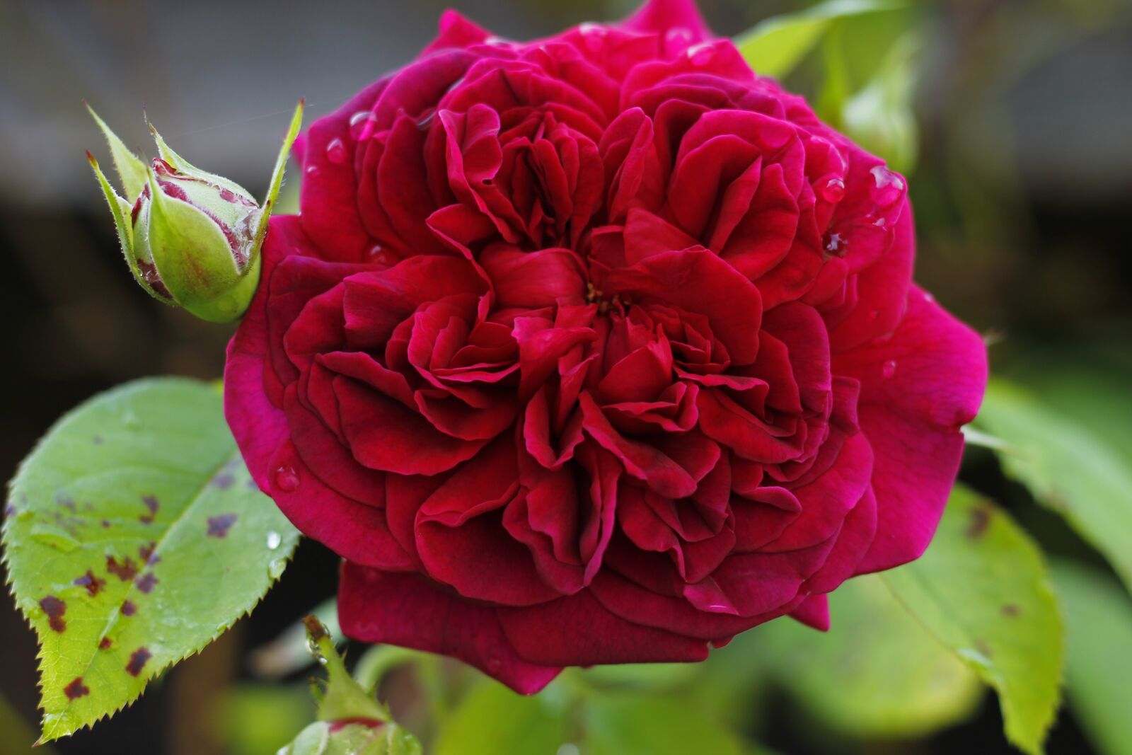 Canon EOS 1100D (EOS Rebel T3 / EOS Kiss X50) + Canon EF 50mm F1.8 STM sample photo. Flower, nature, pink photography