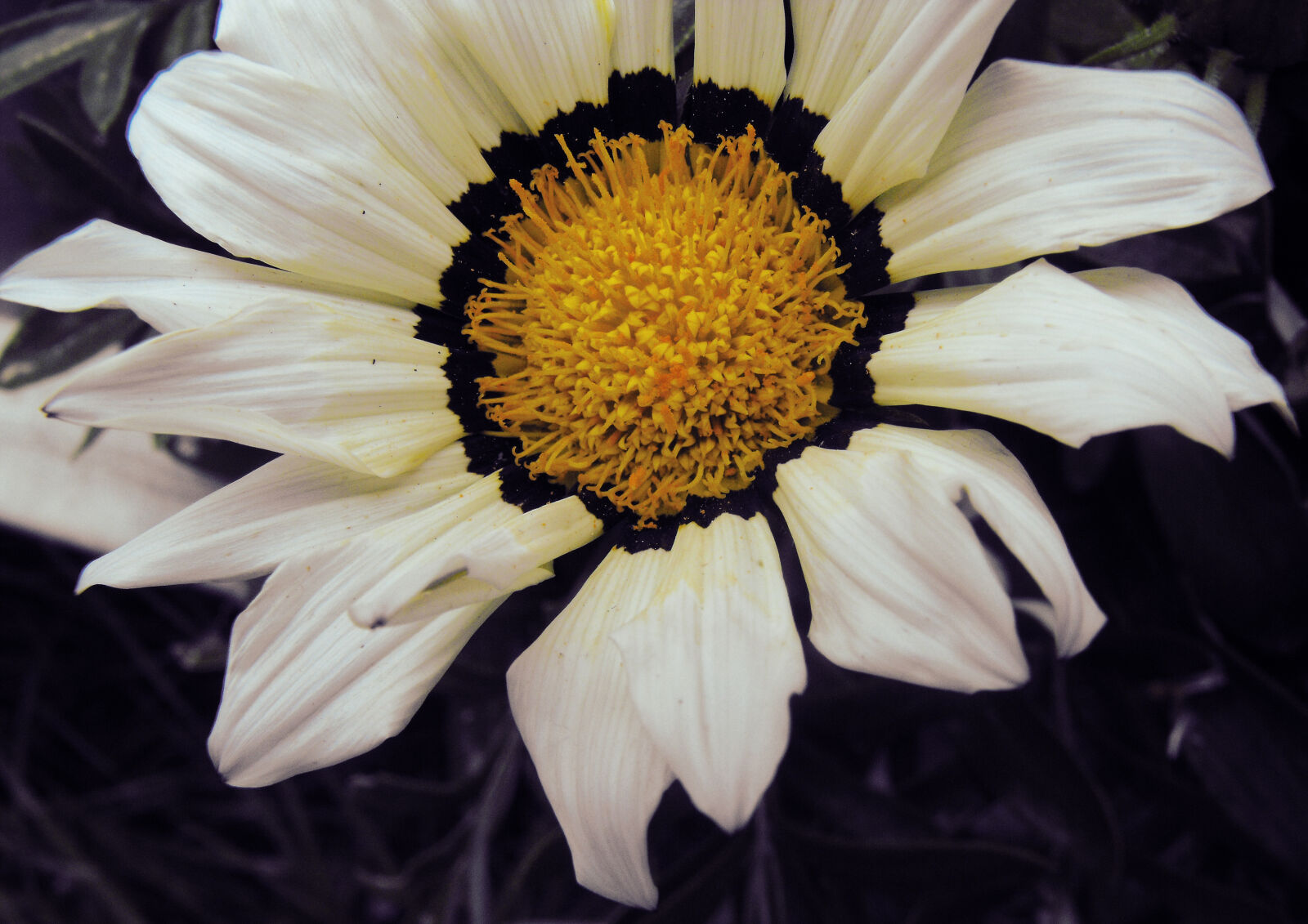 Fujifilm FinePix S1000fd sample photo. Detail, flower, macro, petals photography