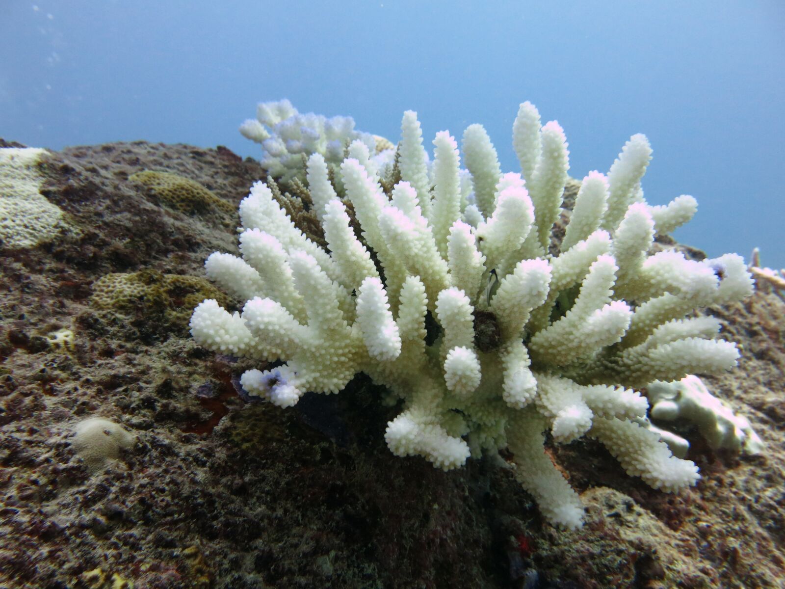 Canon PowerShot G15 sample photo. Coral, diving, sea photography