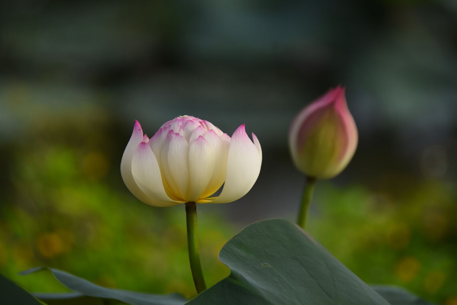 Nikon D7200 sample photo. Pink lotus, green leaf photography