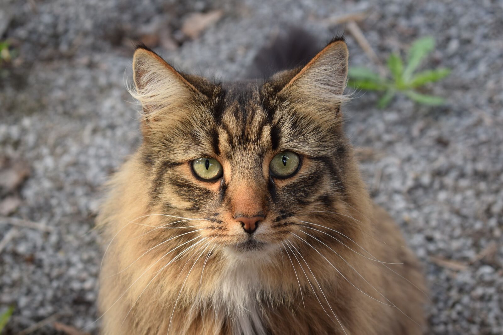 Nikon D3300 sample photo. Cat, cats, animals photography
