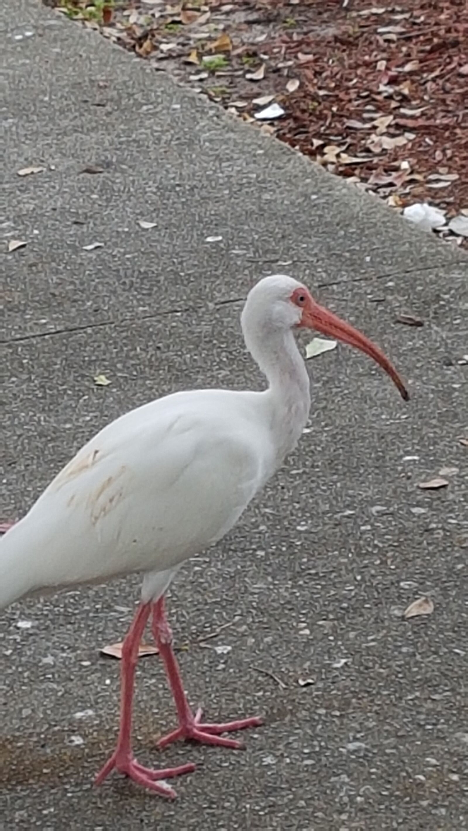 Samsung Galaxy S7 Edge sample photo. Ibis, america, miami photography