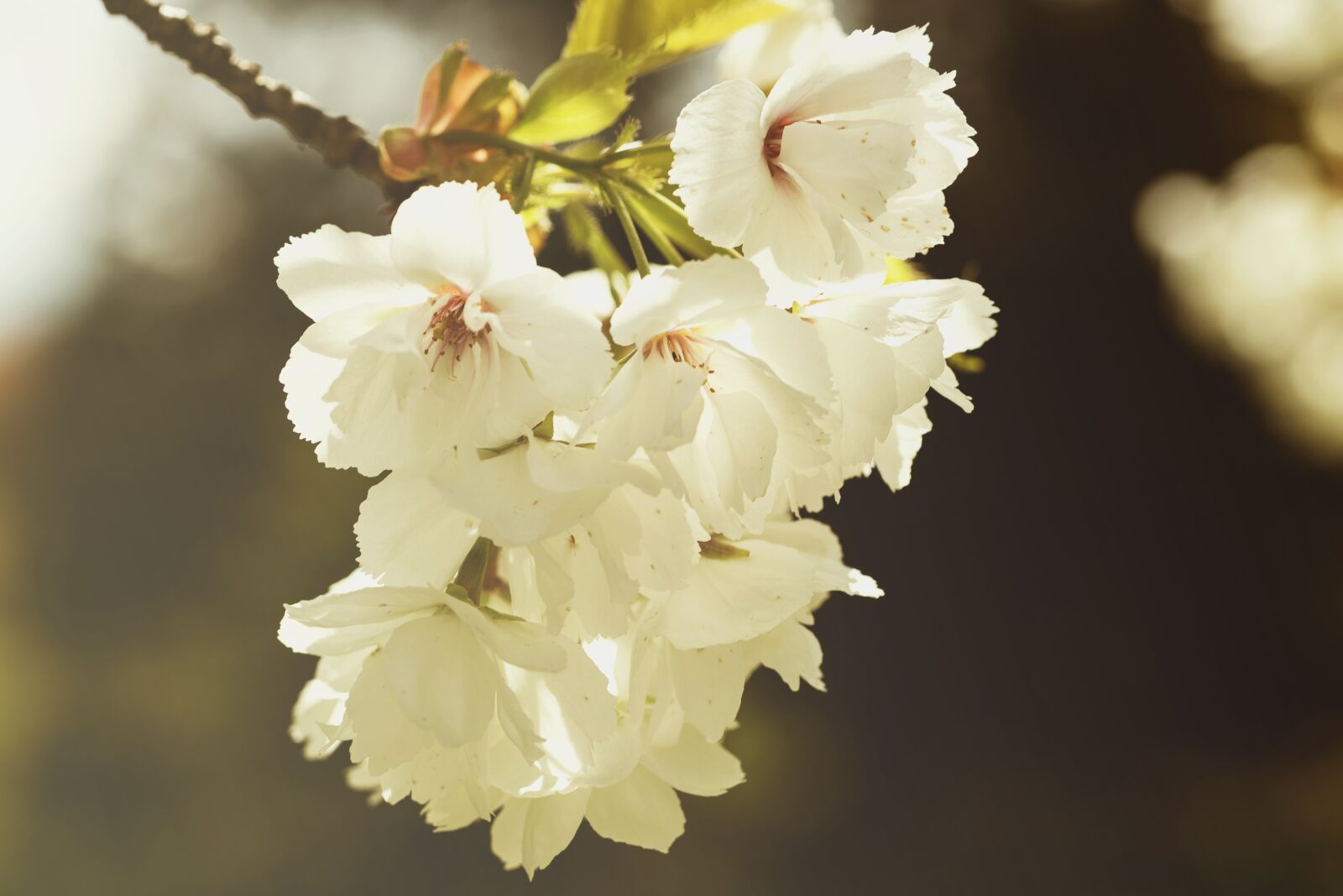 Nikon D750 sample photo. Bloom, blossom, close-up photography