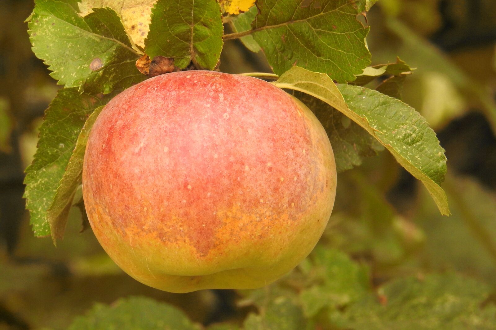 Nikon Coolpix P900 sample photo. Apple, apple tree, branch photography