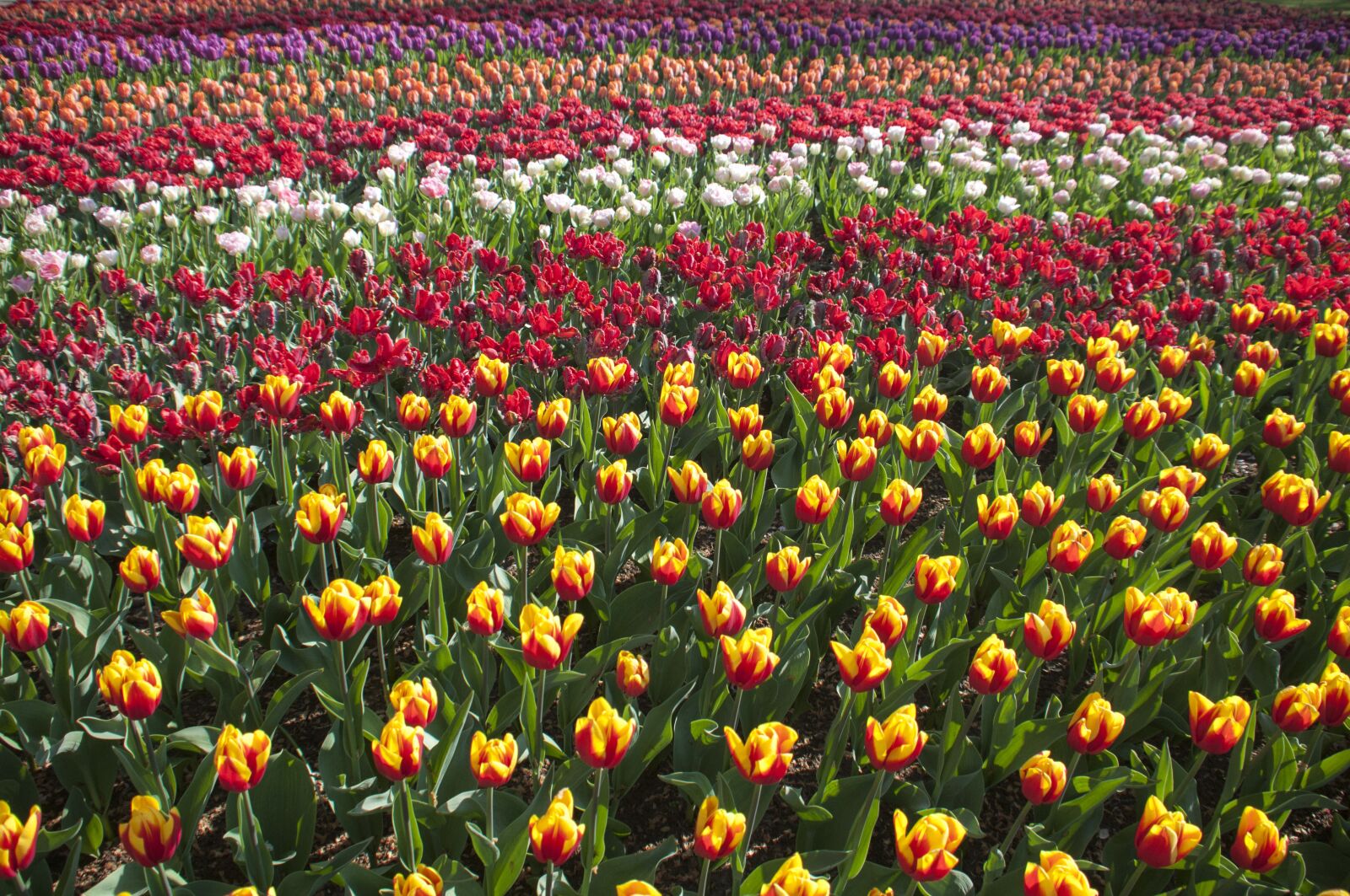 Nikon D300S sample photo. Tulips, spring, april photography