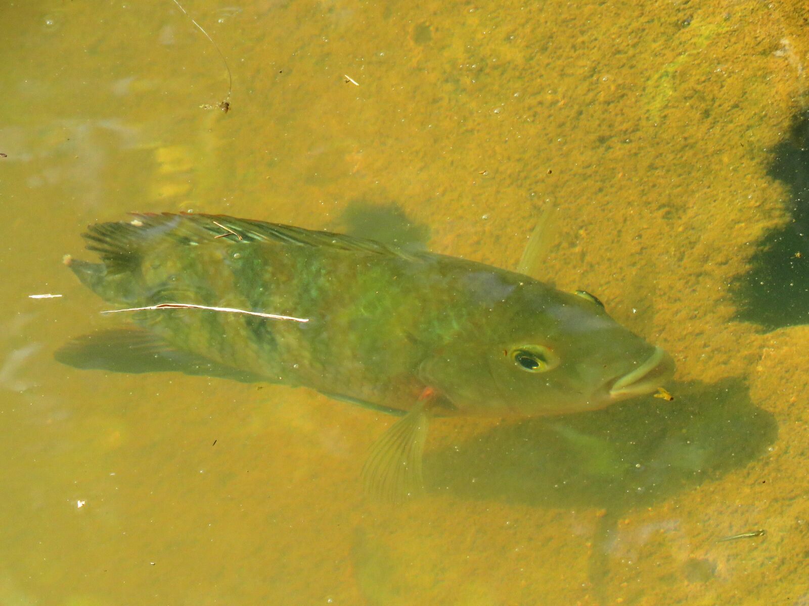 Canon PowerShot SX60 HS sample photo. Fish, river, swimming photography