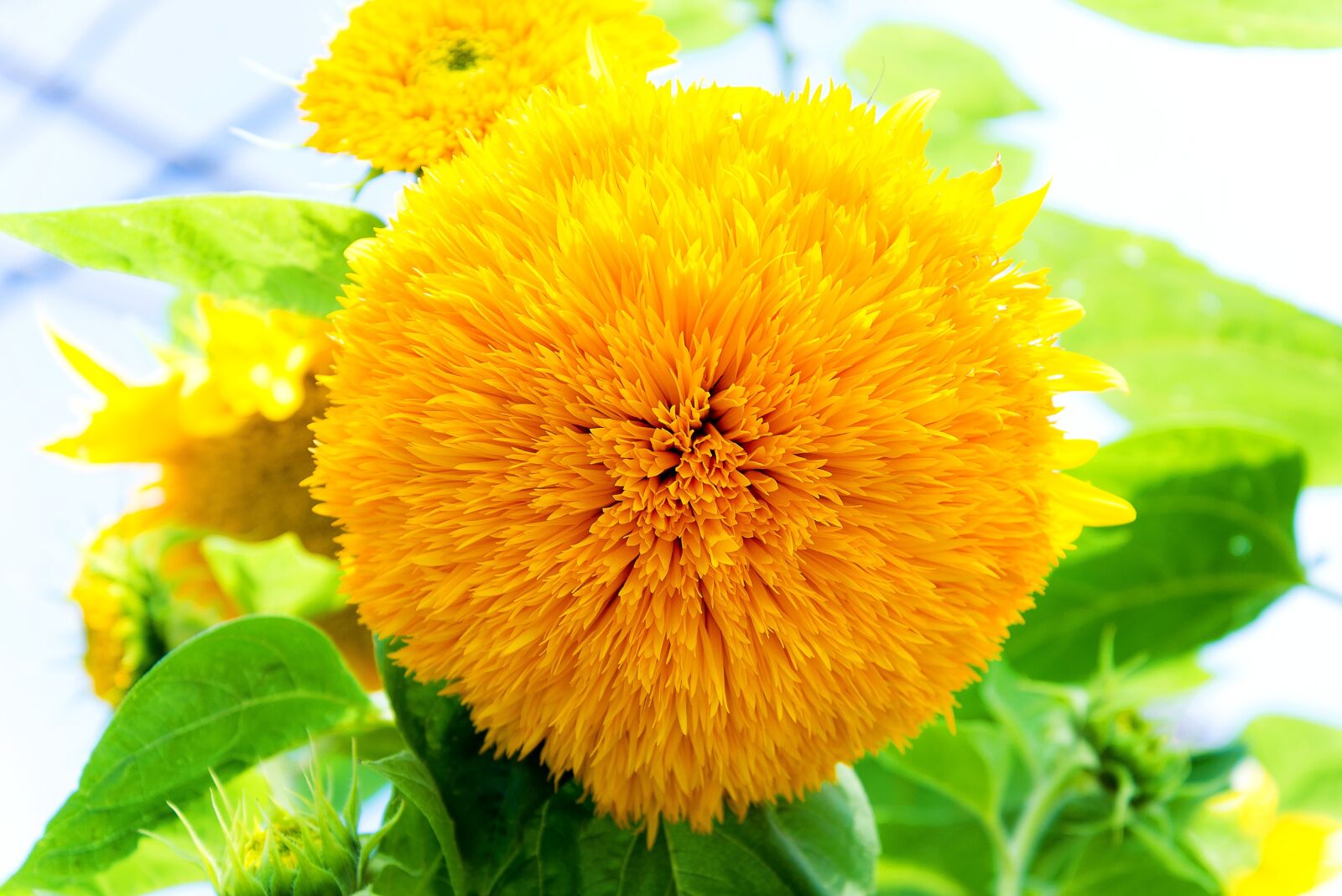 Nikon D610 sample photo. Yellow flower, beautiful exotic photography