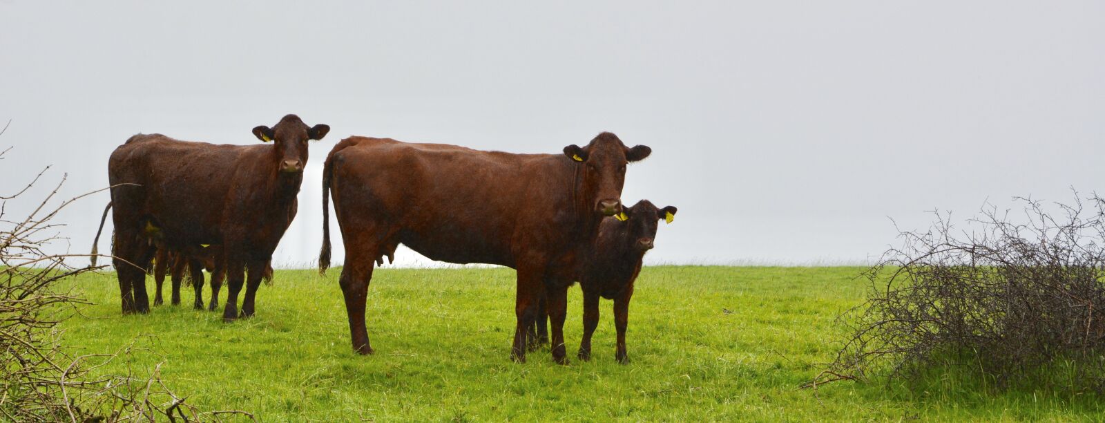 Nikon D7100 sample photo. Cows, ireland, nature photography