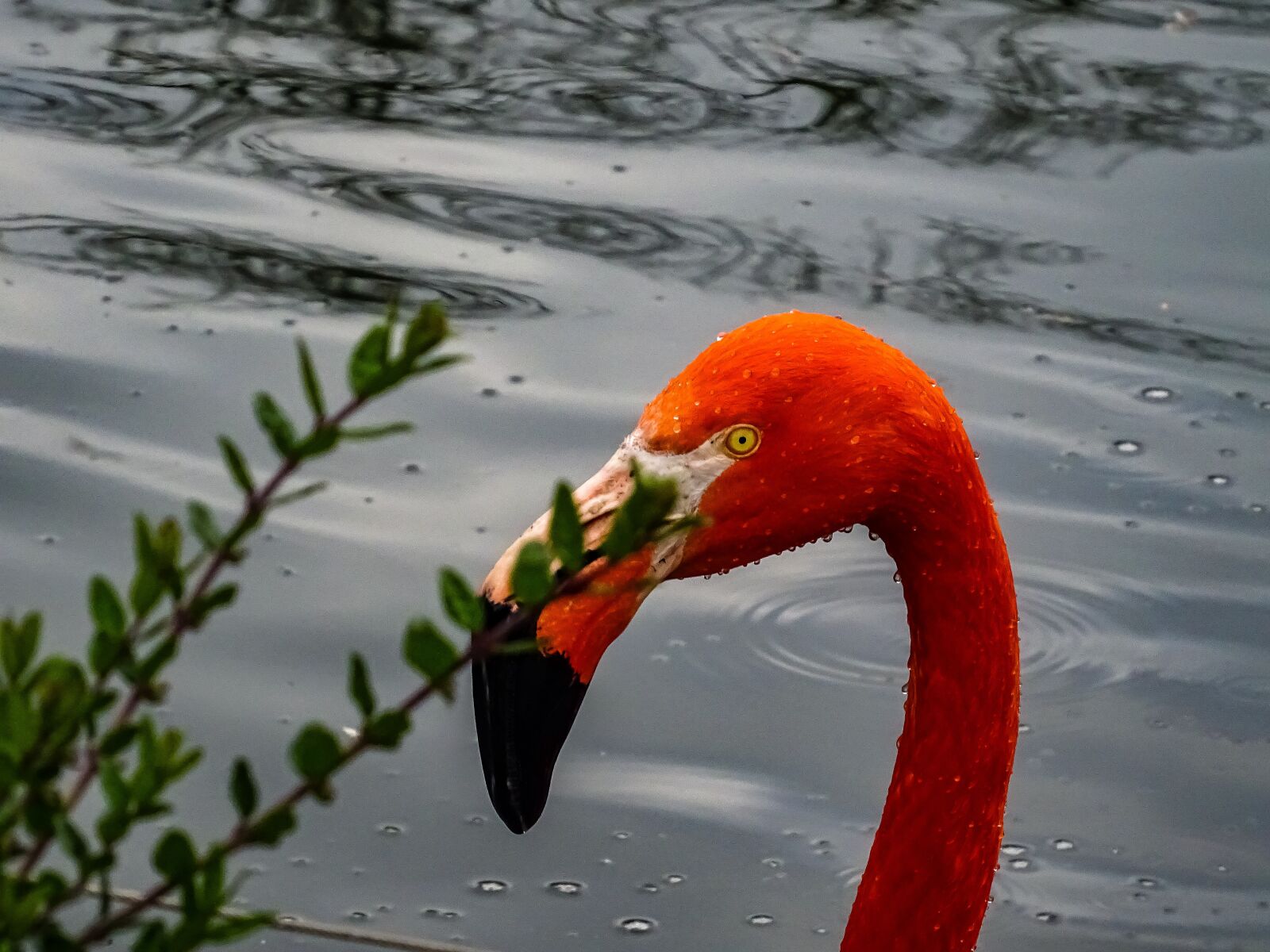 Sony DSC-HX60 sample photo. Flamingo, face, eye photography