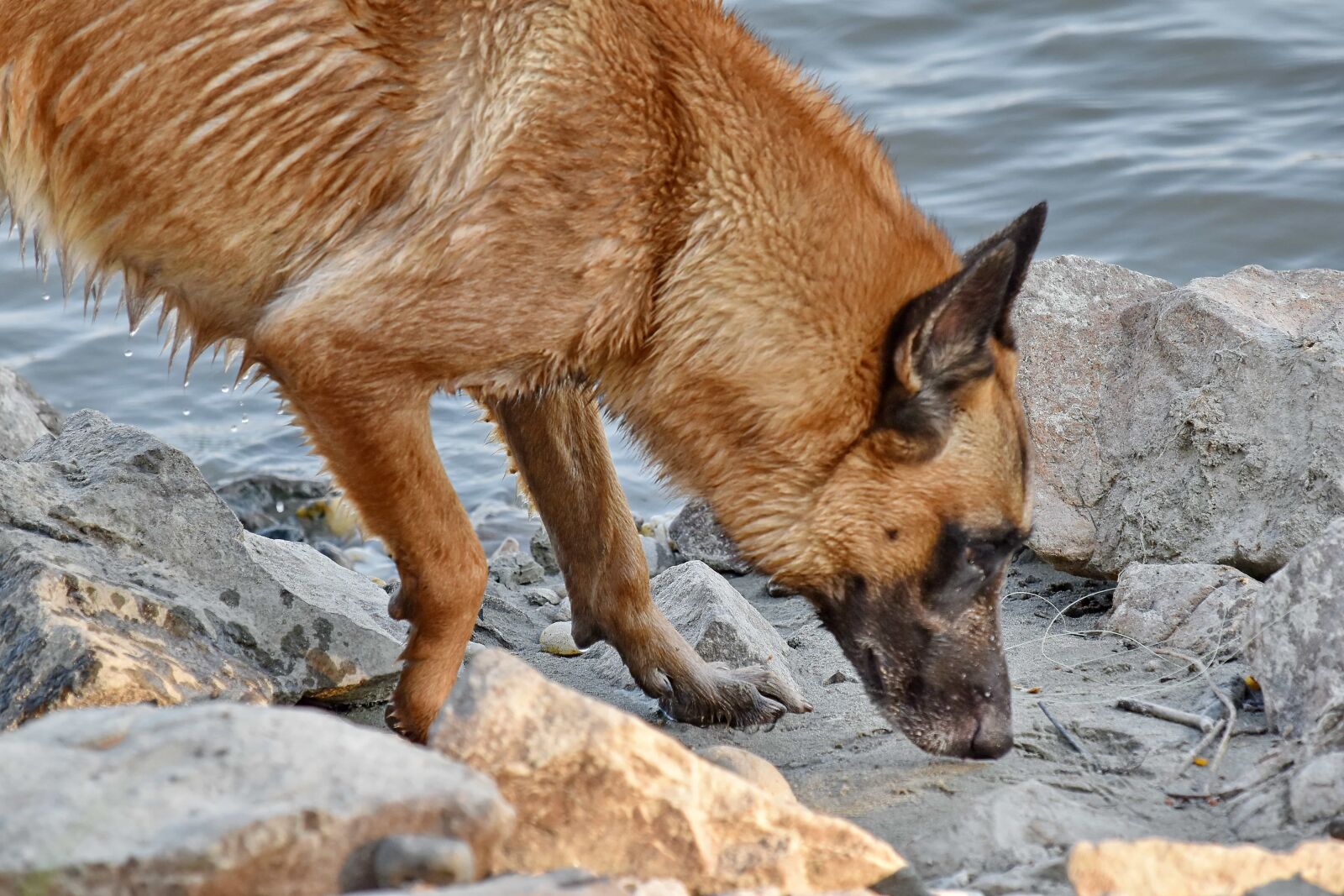 Nikon D5500 sample photo. Coastline, exploration, shepherd dog photography