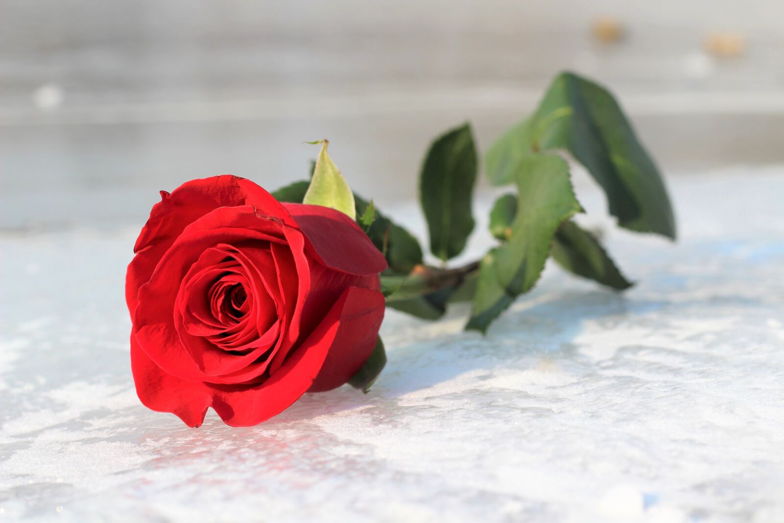 Canon EOS 600D (Rebel EOS T3i / EOS Kiss X5) + Canon EF 50mm F1.8 II sample photo. Red rose on ice photography
