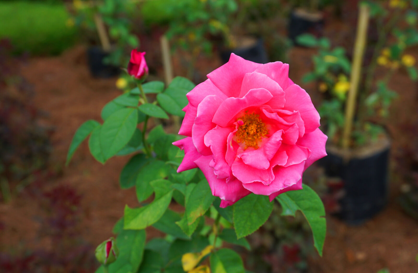Sony a6000 sample photo. Roses photography