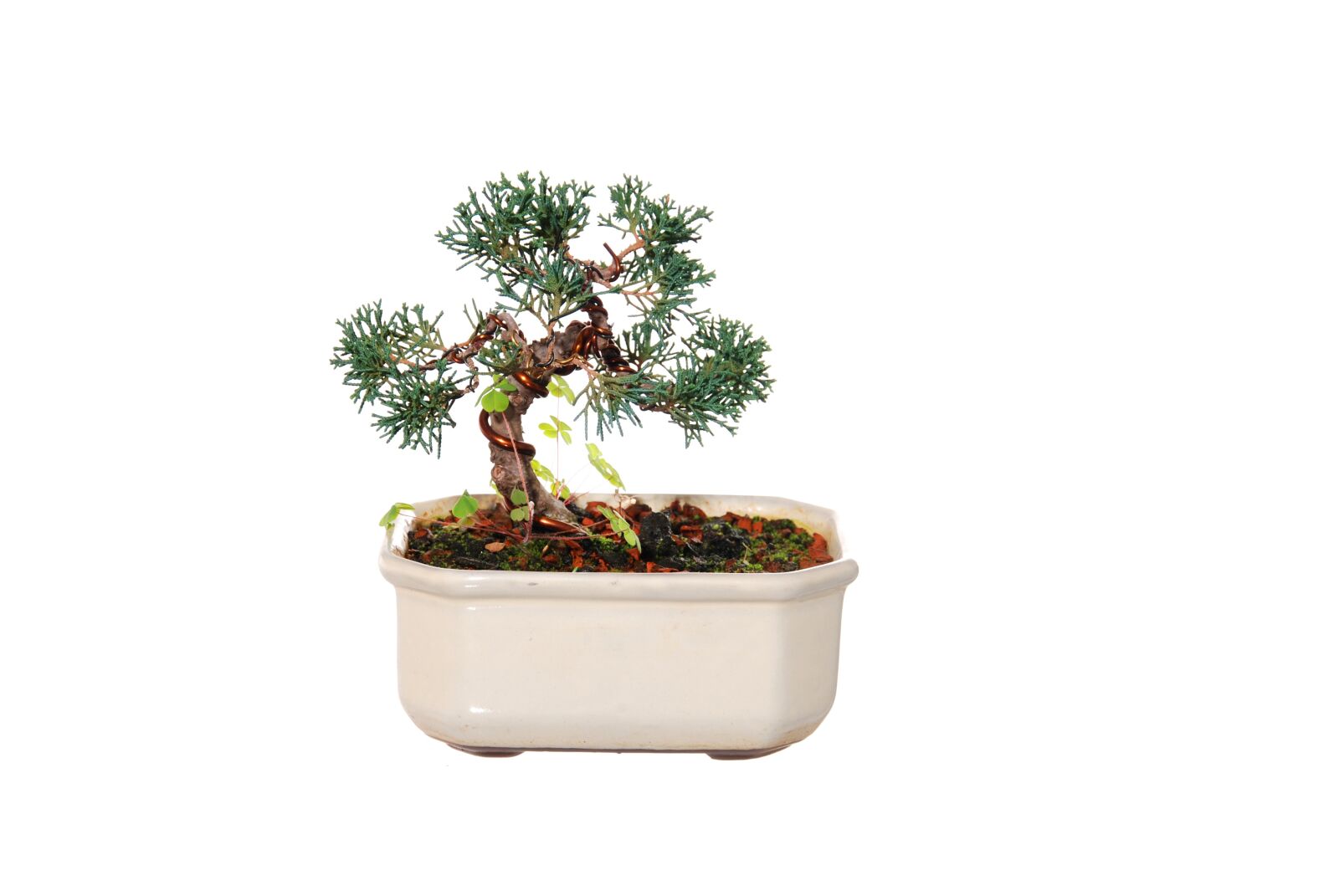 Nikon D80 sample photo. Tree, plant, trunk photography