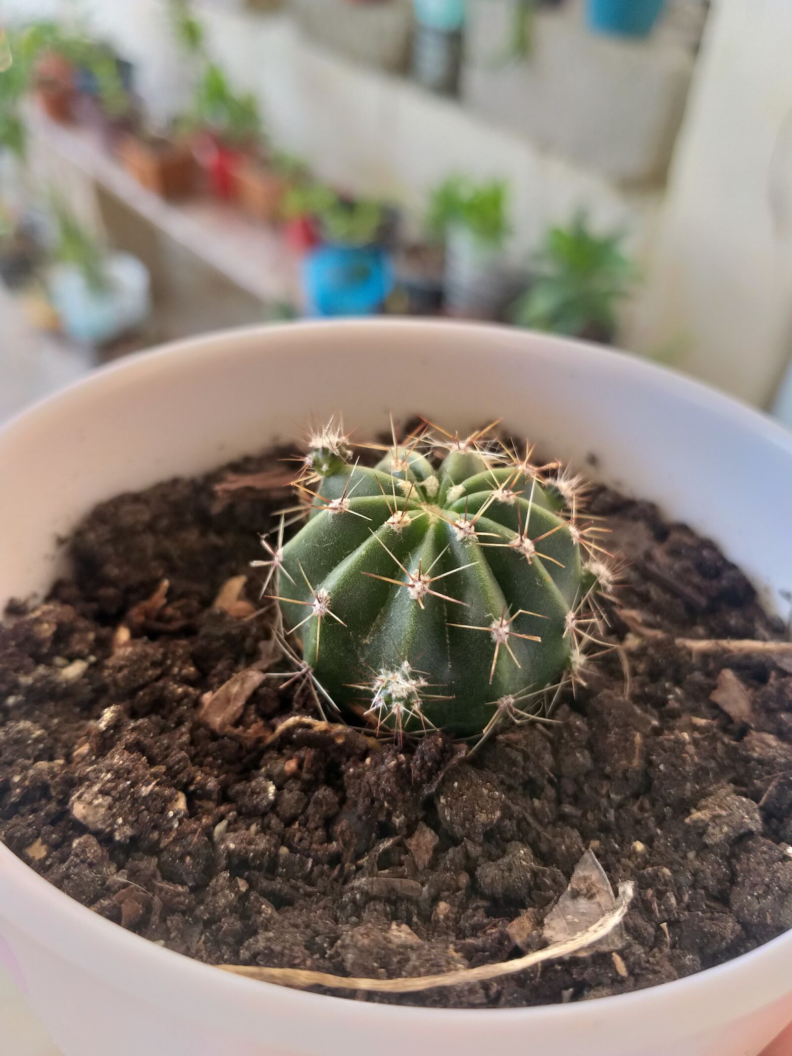 Samsung Galaxy A6+ sample photo. Plantas, cactus, vida photography