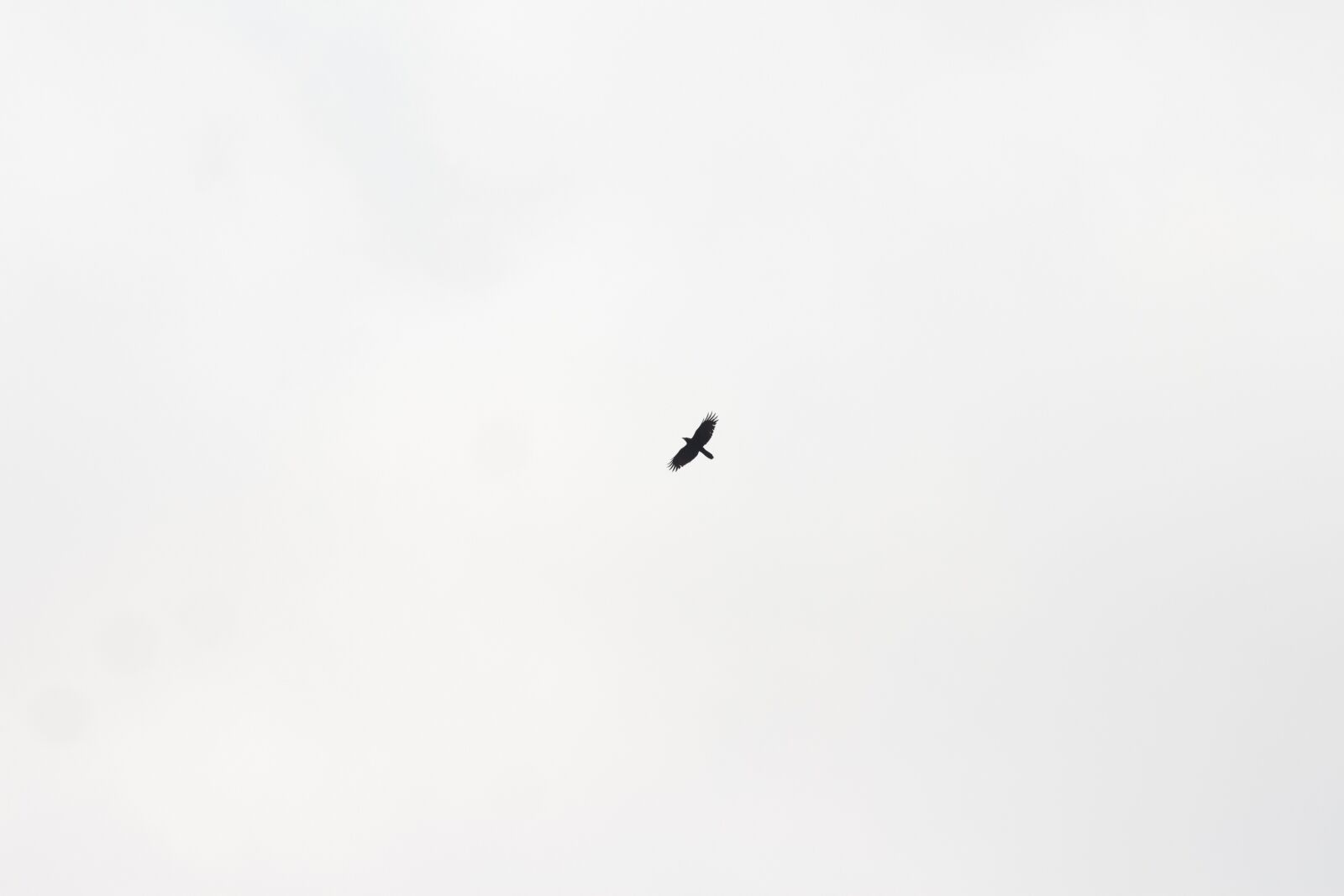 Canon EOS 700D (EOS Rebel T5i / EOS Kiss X7i) + Canon EF 50mm F1.8 II sample photo. Bird, sank, sky photography