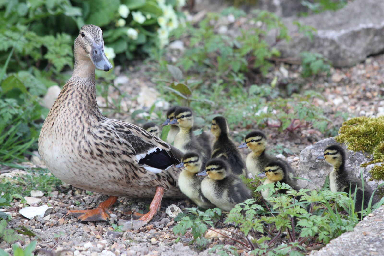 Canon EOS 550D (EOS Rebel T2i / EOS Kiss X4) sample photo. Mamma, ducklings, birds photography