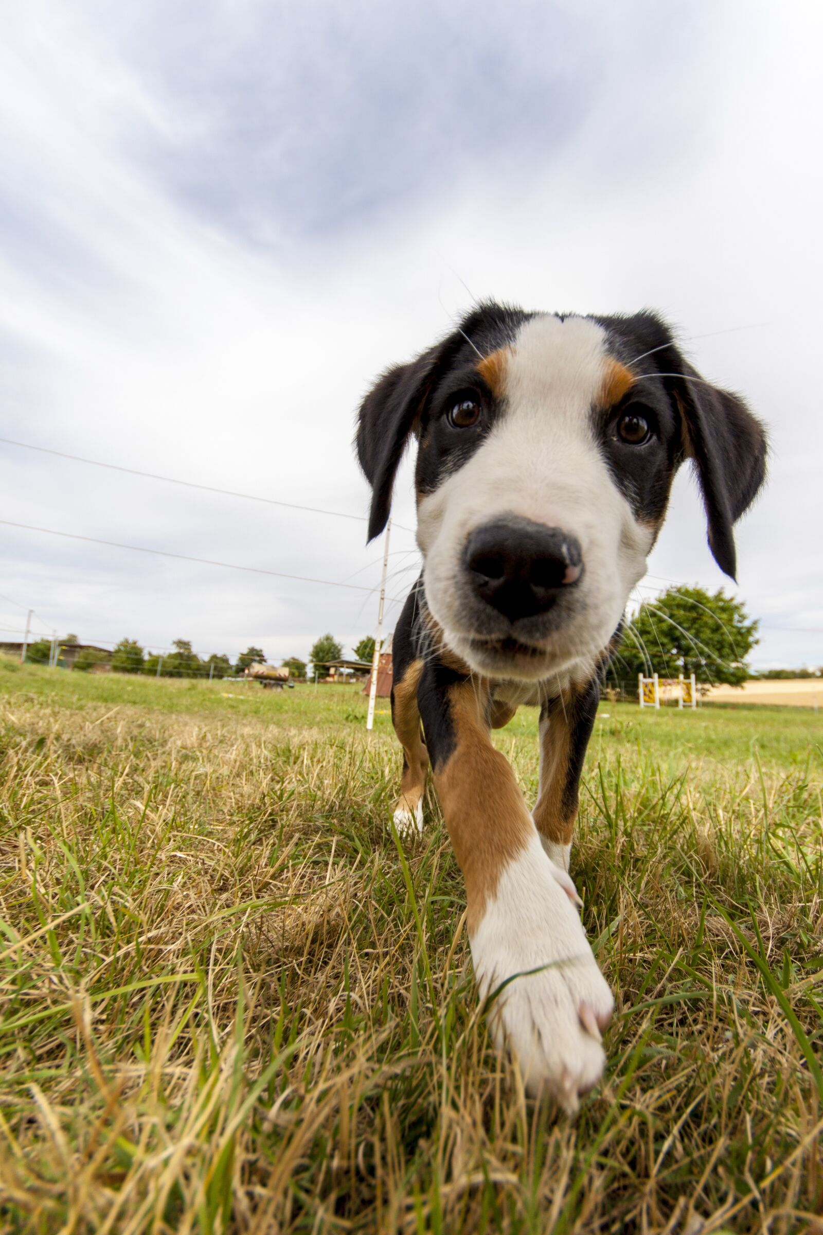Canon EOS 50D sample photo. Dog, small, pet photography