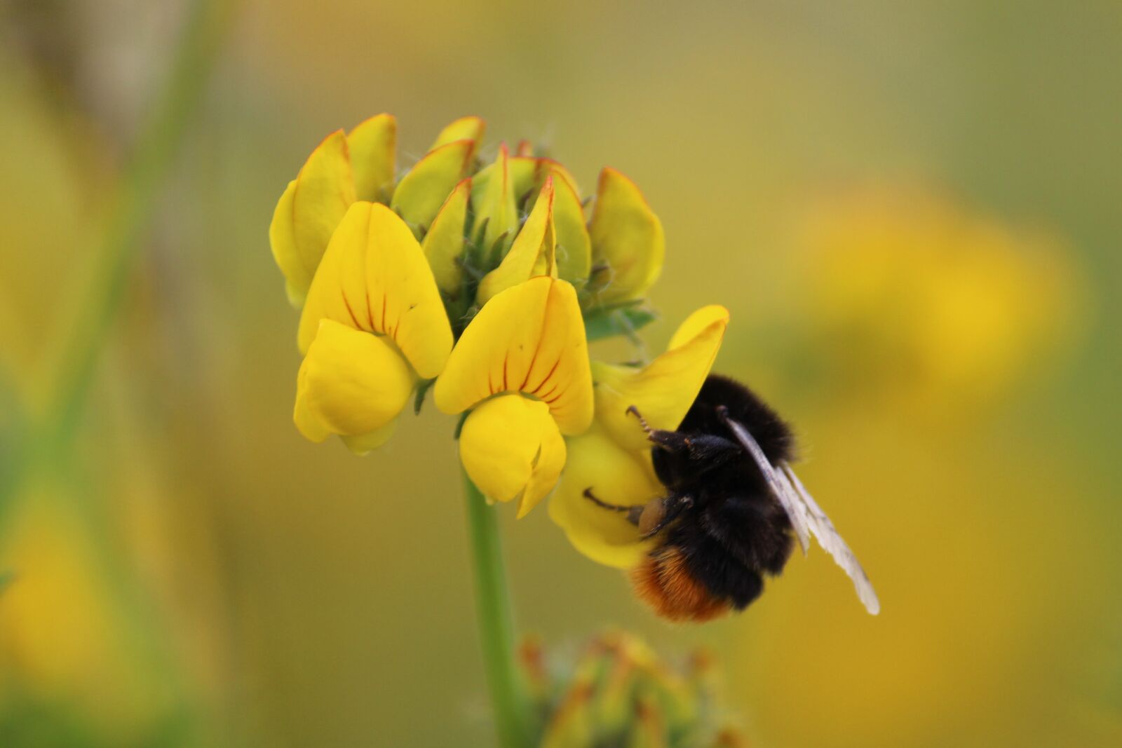 Canon EOS 4000D (EOS Rebel T100 / EOS 3000D) sample photo. Bumblebee, yellow, flower photography