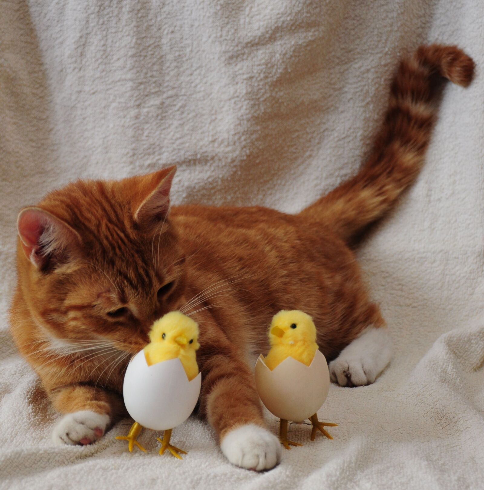 Nikon D5000 sample photo. Cat, egg, chicken photography